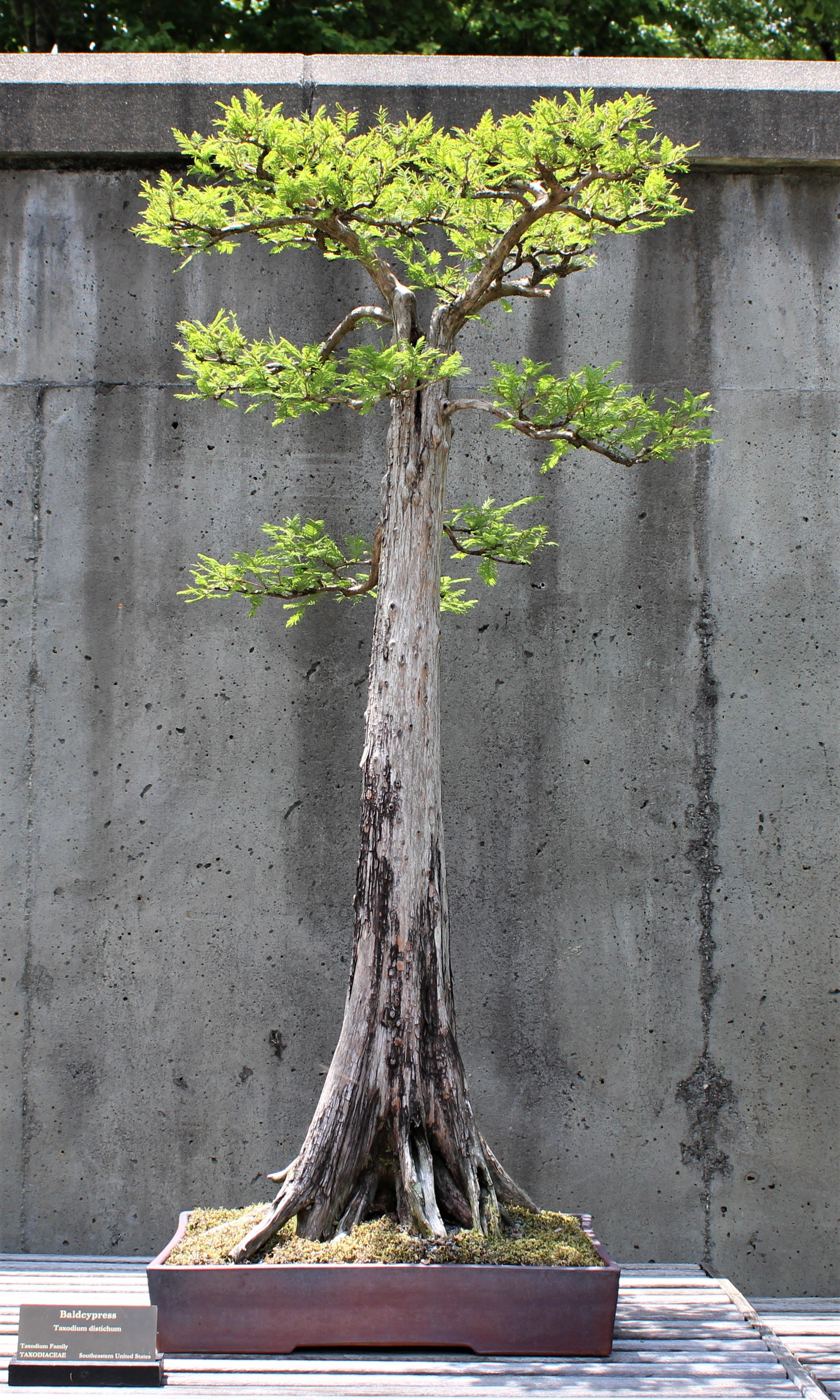  Bald Cypress ( Taxodium distichum ); Container by Sharon Edwards-Russell. 