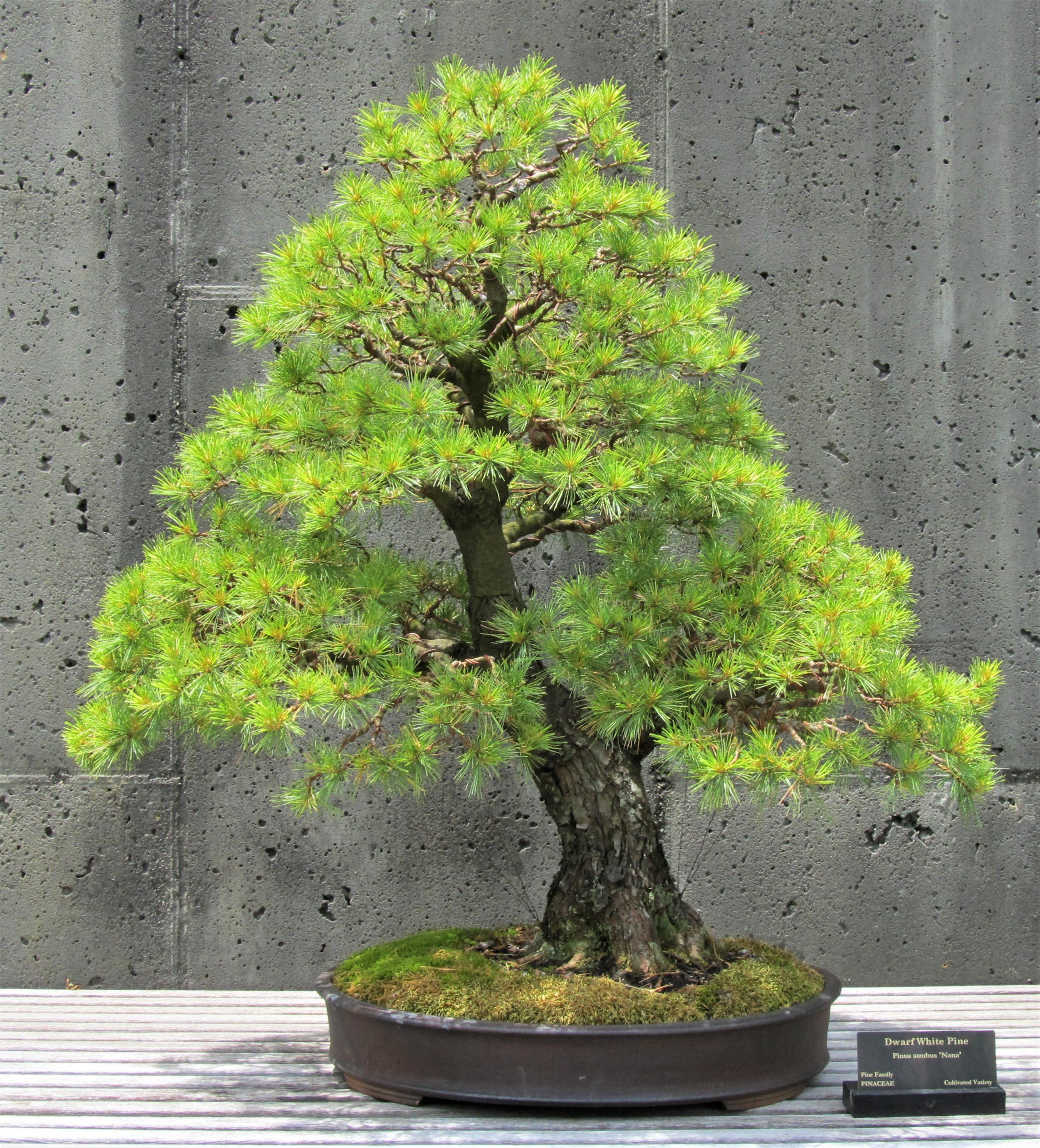  Dwarf White Pine ( Pinus strobus ‘Nana’ ); Container by Ron Lang.  