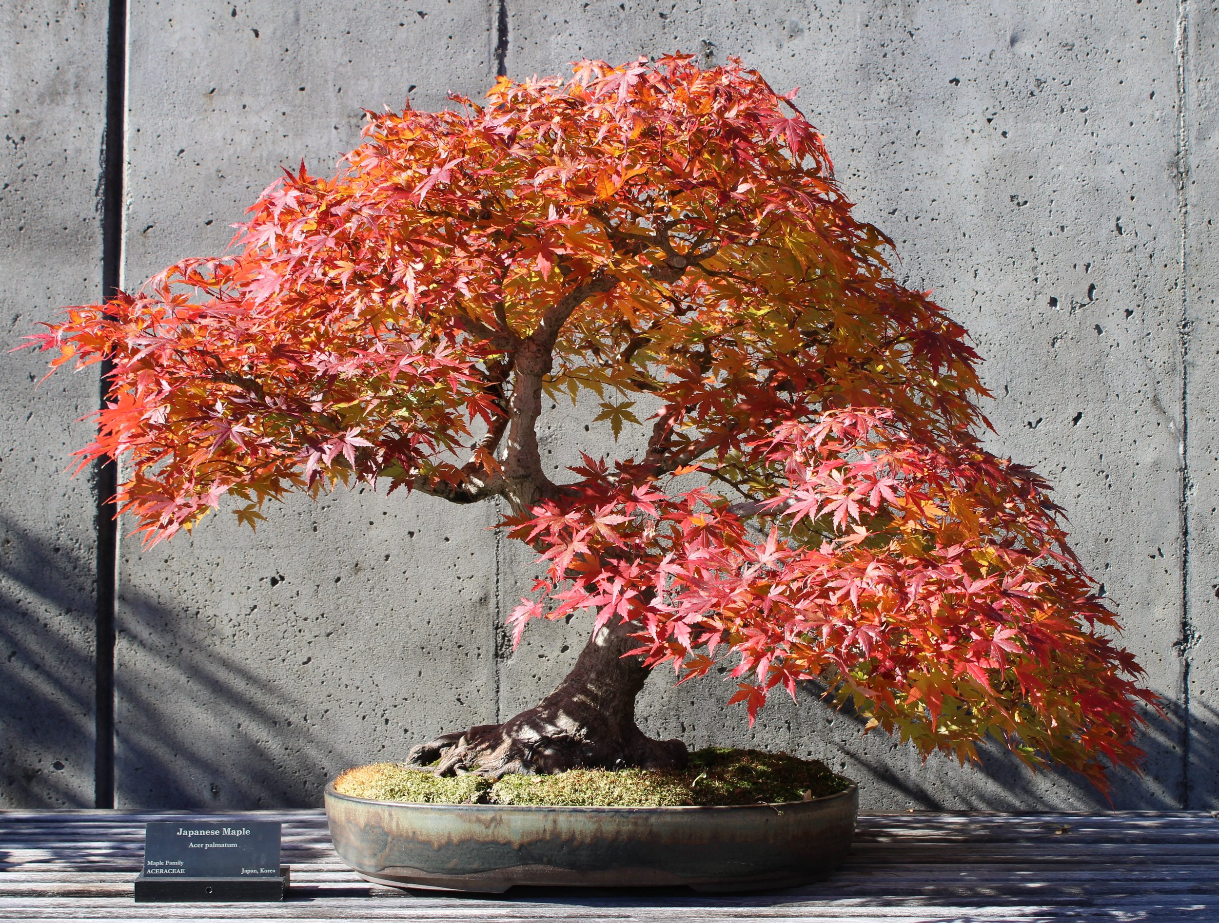  Japanese Maple ( Acer palmatum ); Container by Sara Rayner.  