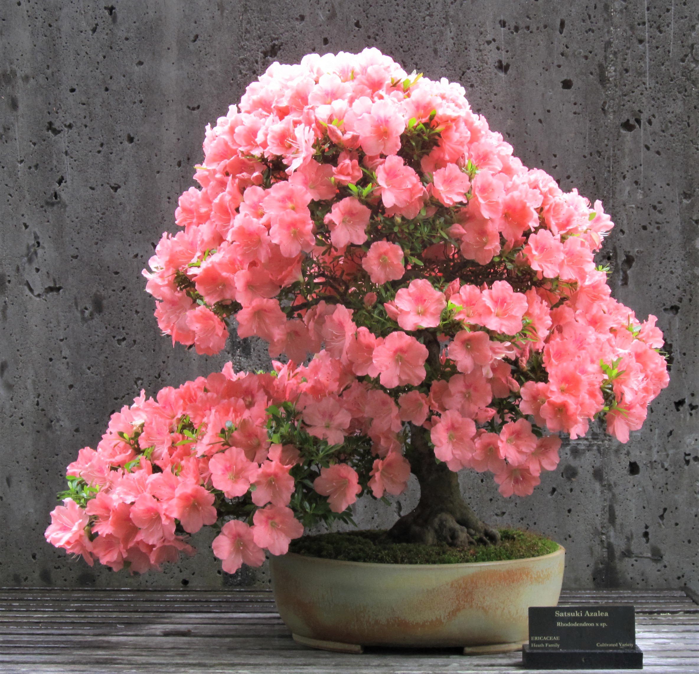  Rhododendron x sp. ( Rhododendron x sp. ); Container by Ross Adams.  