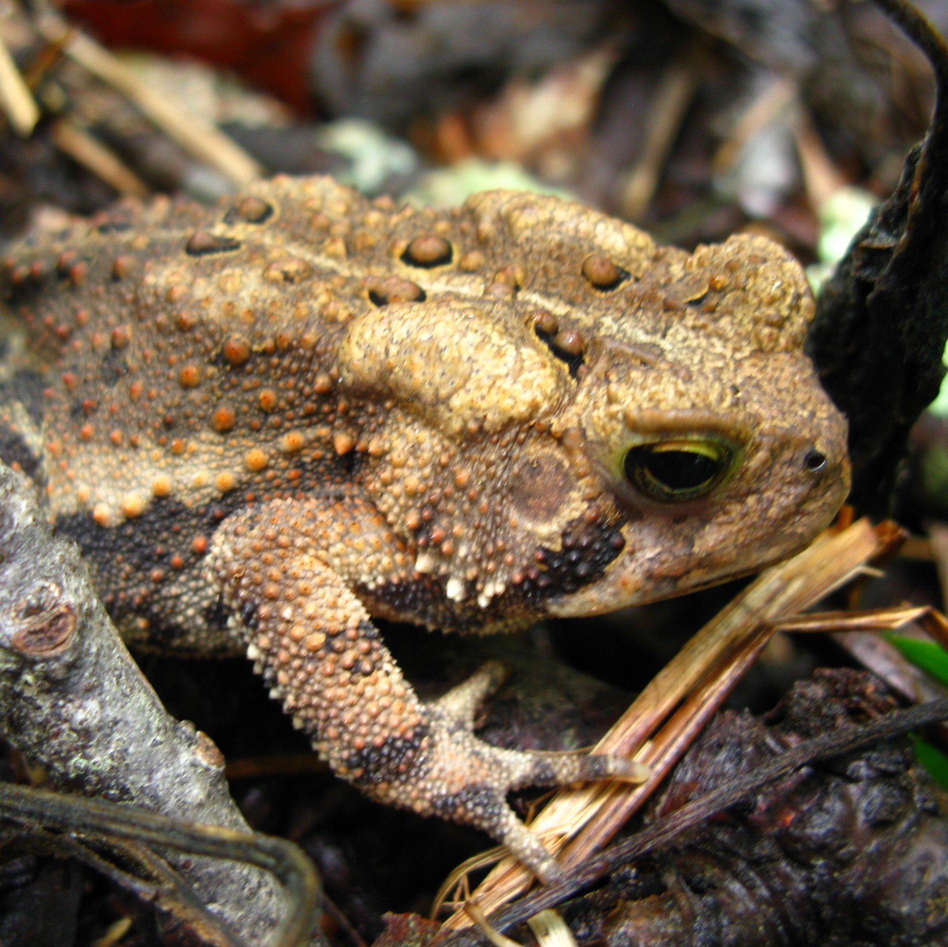 American Toad, 8-08 (1).jpg