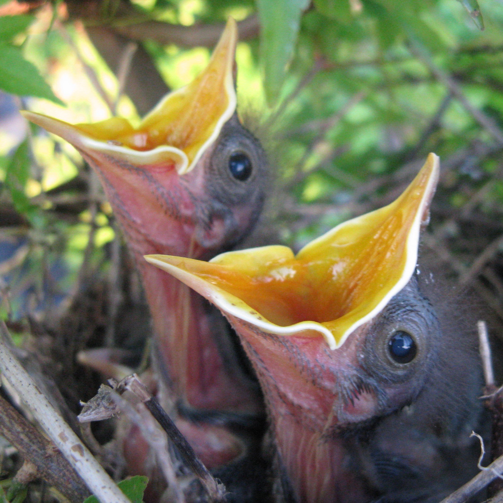 Mockingbird babies, 6-09.jpg