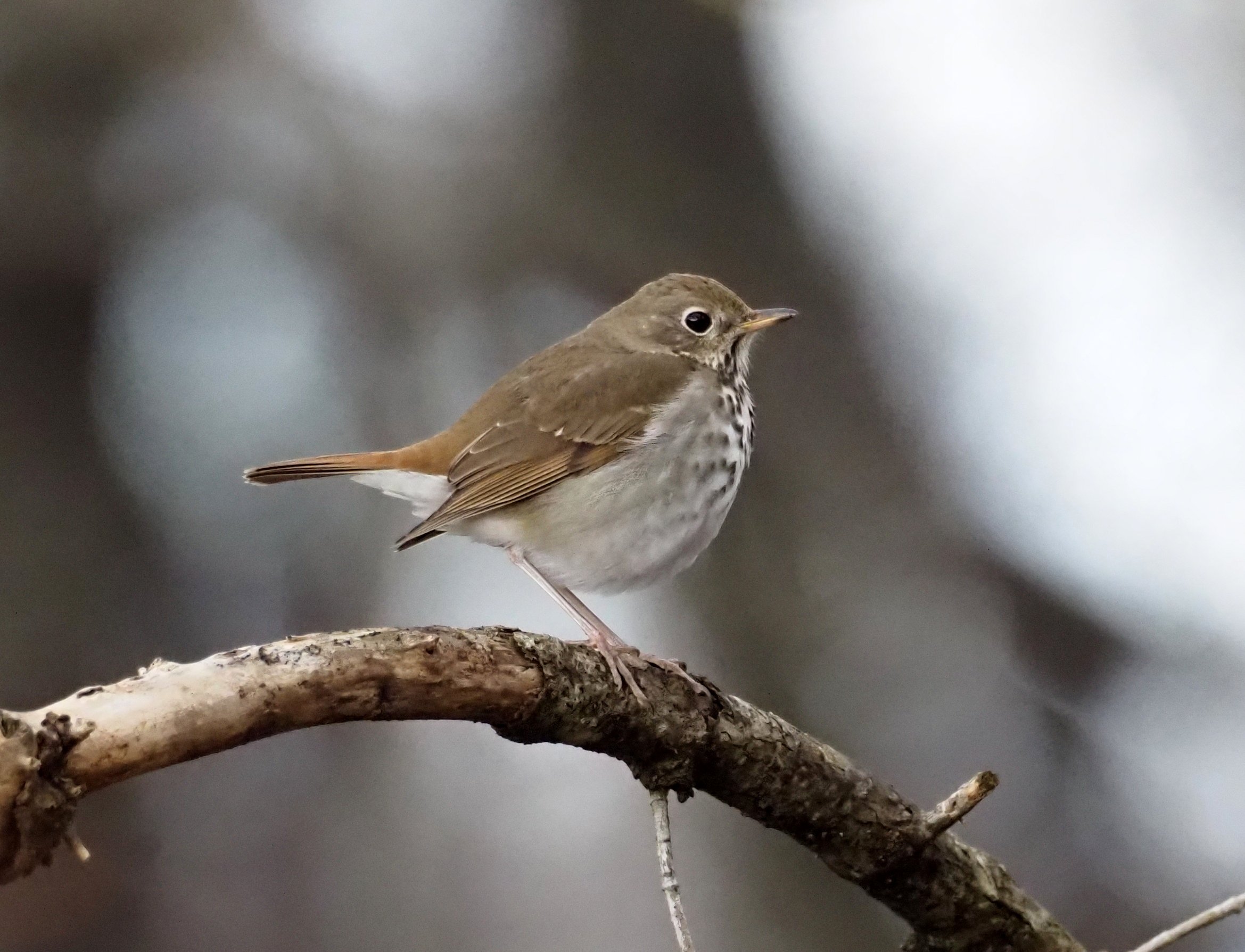 Hermit Thrush - Morganton, NC  Feb 21  (2).JPG