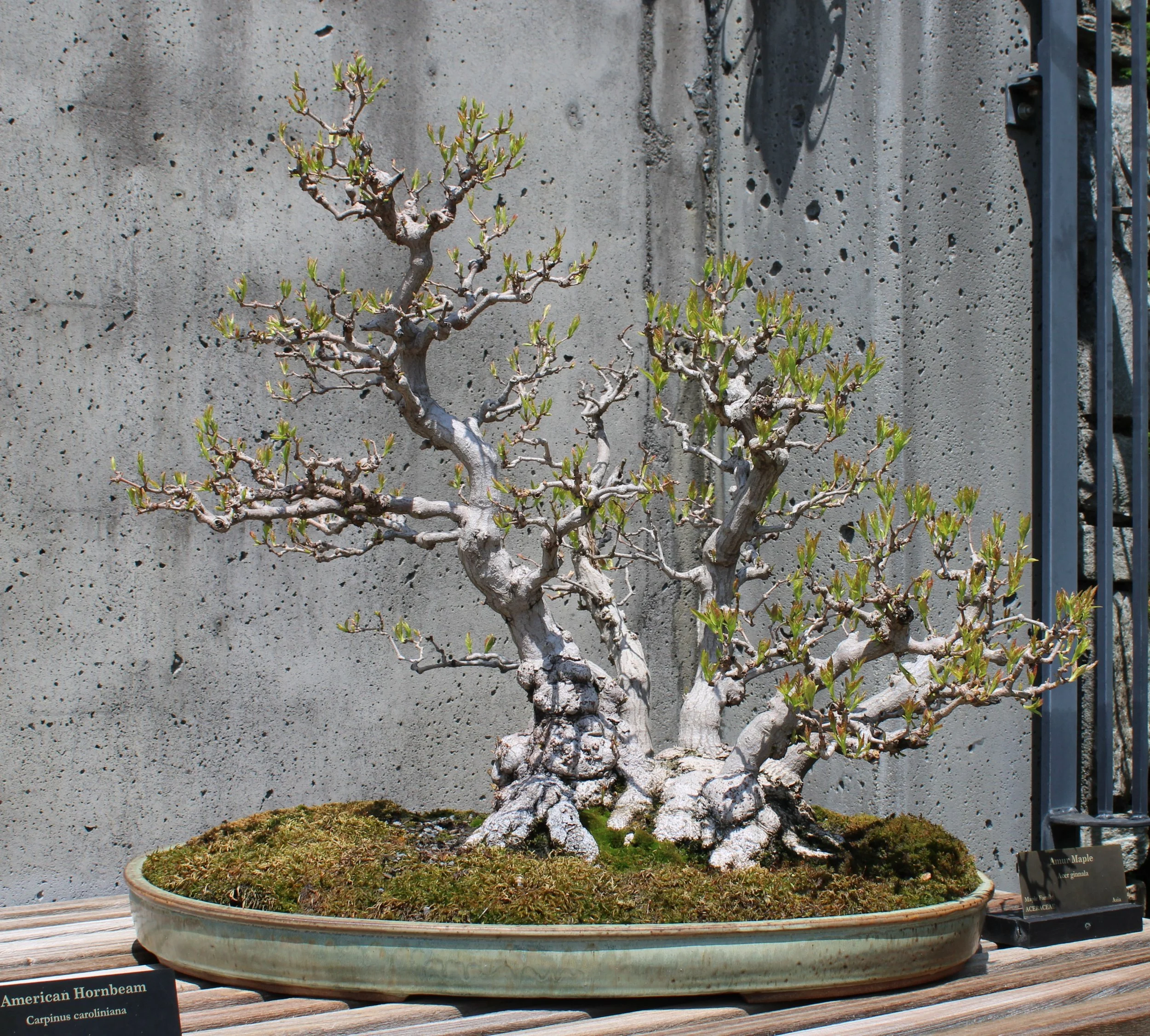 Amur Maple