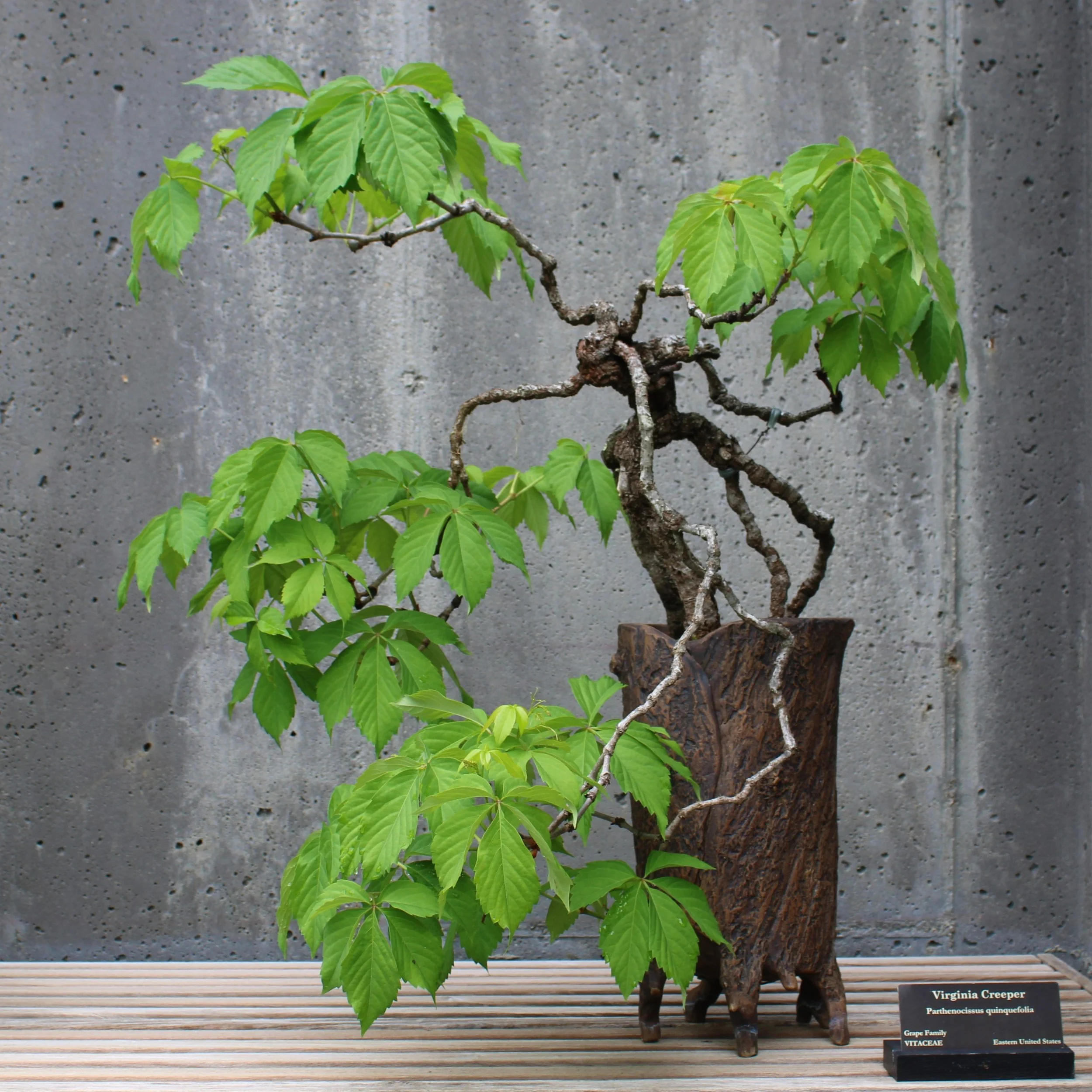 Virginia Creeper