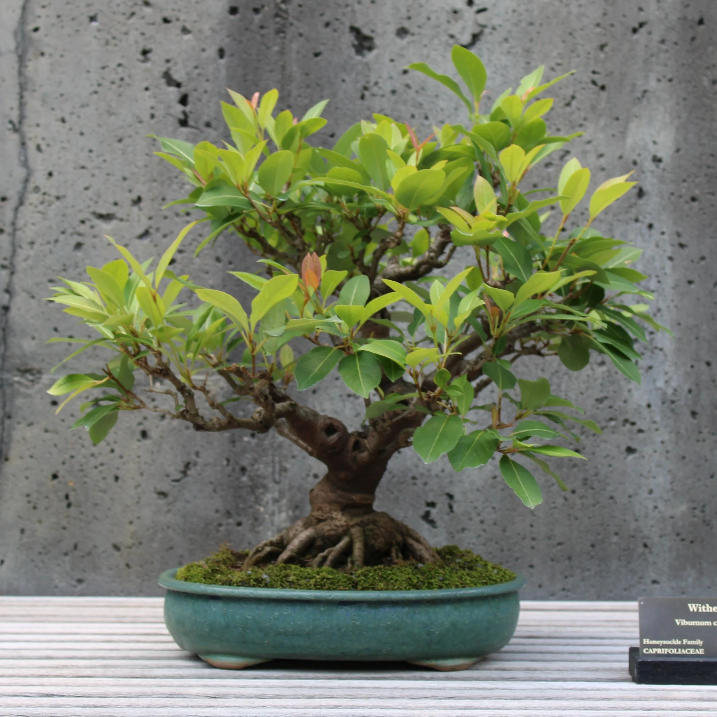 Withe-rod (Viburnum cassinoides)