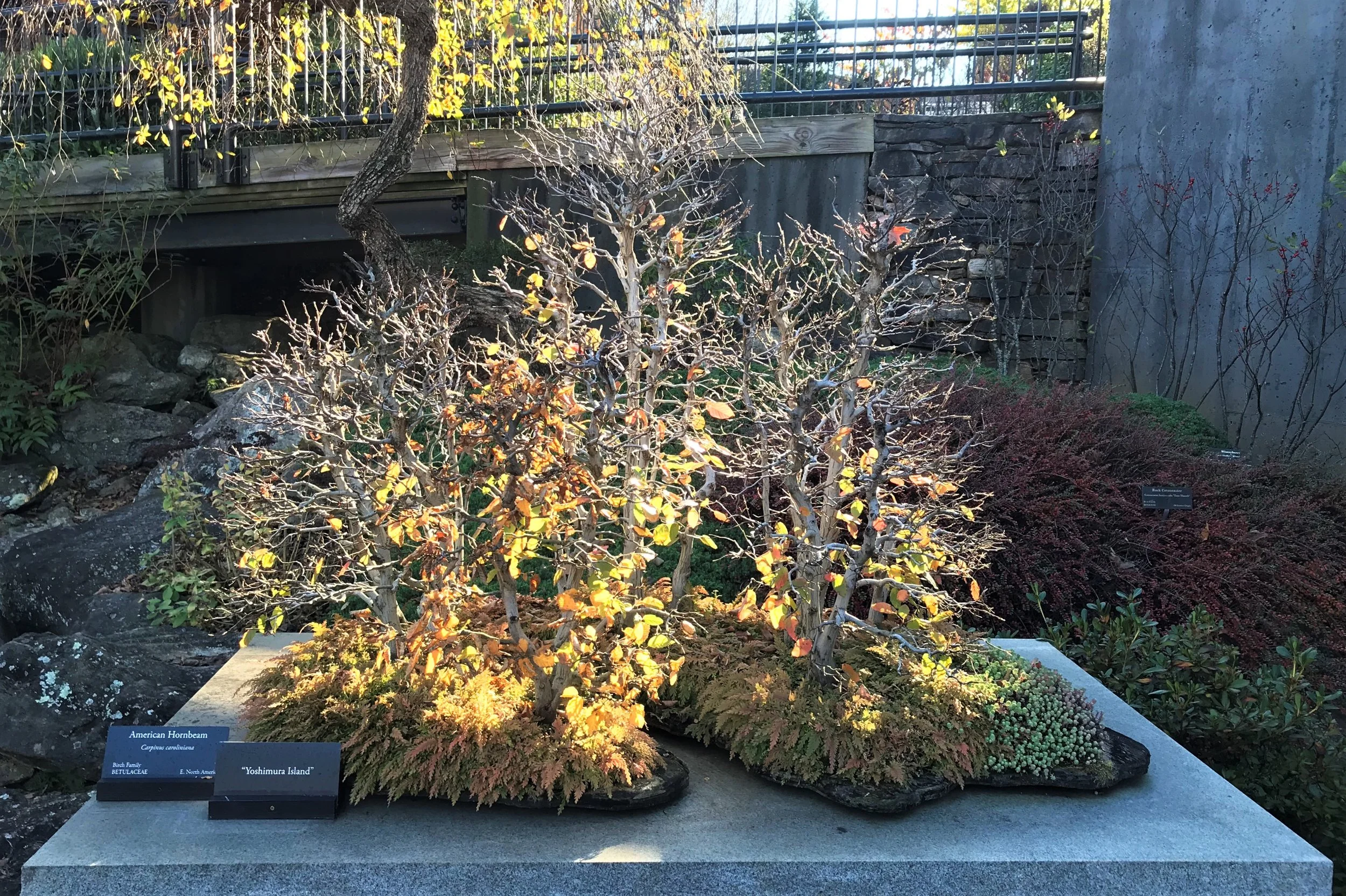 Yoshimura Island — The Curator's Journal
