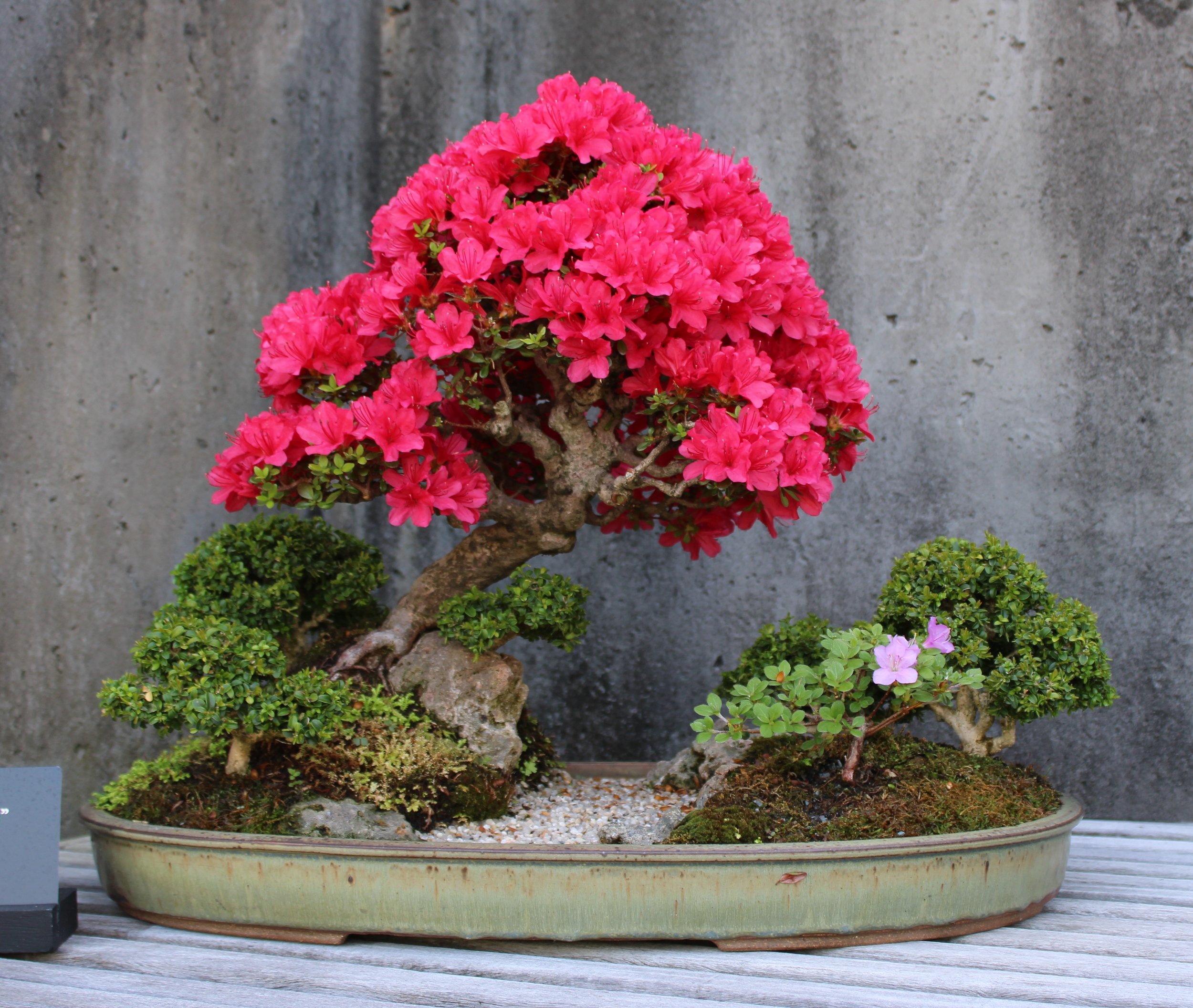 "River of Dreams" - Christmas Cheer Azalea, Hybrid Azalea, Kingsville Boxwood