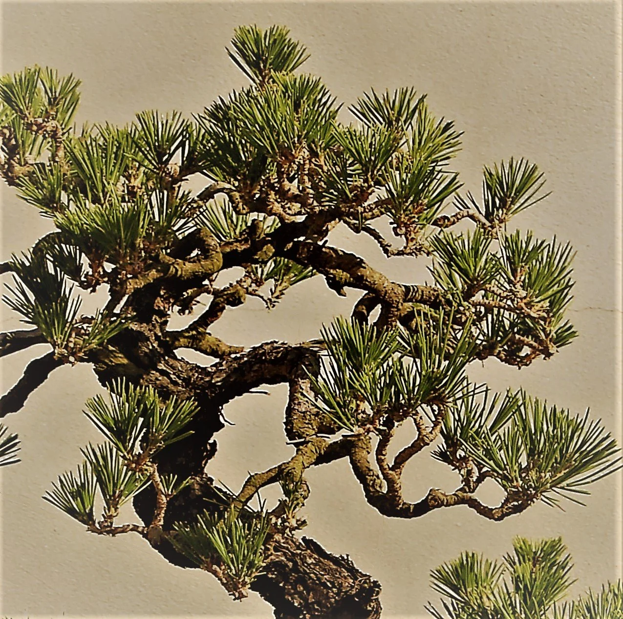 Black Pine Progression - Part 2