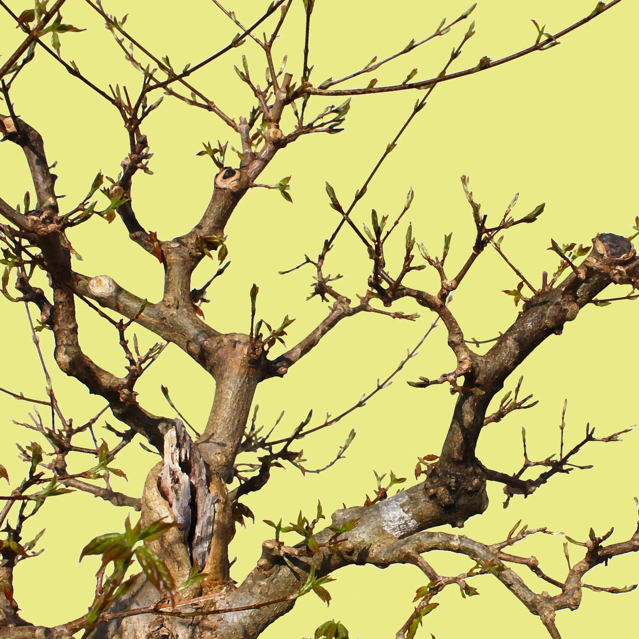 Further Adventures in Naturalistic Design