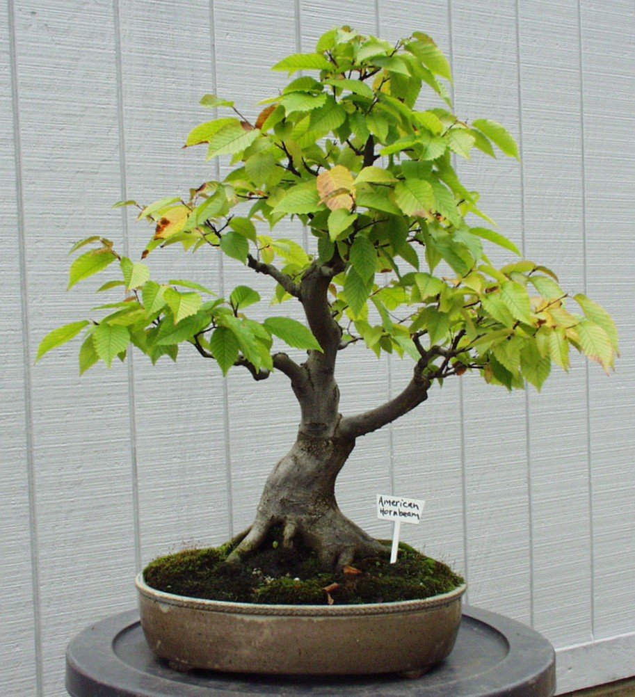 American Hornbeam — The Curator&rsquo;s Journal