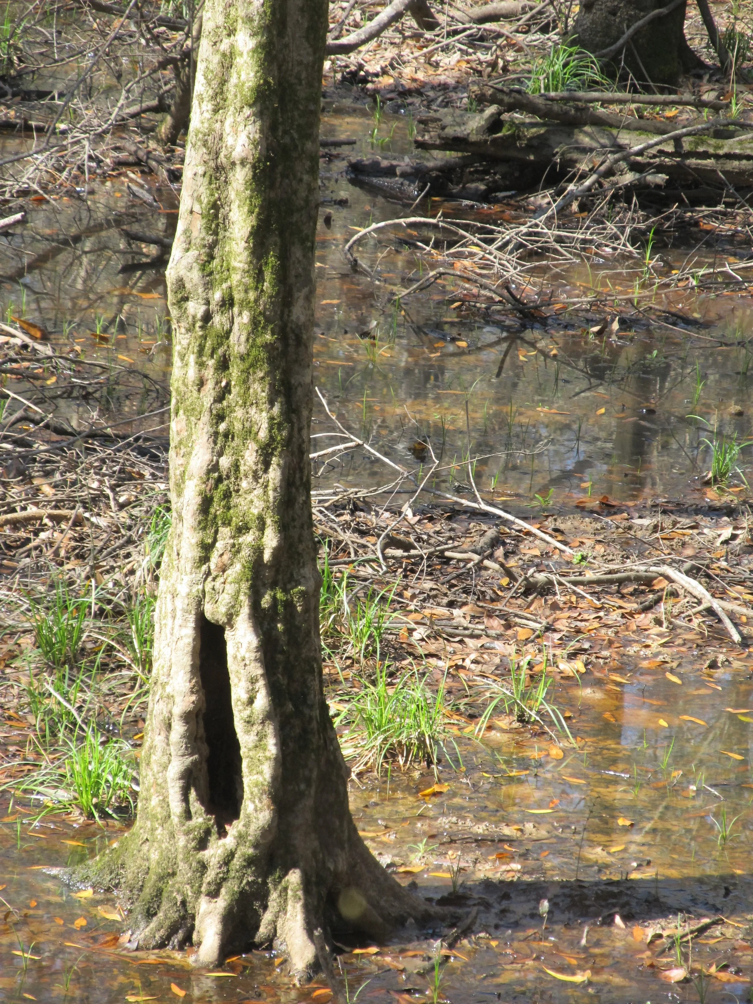 American Hornbeam — The Curator's Journal