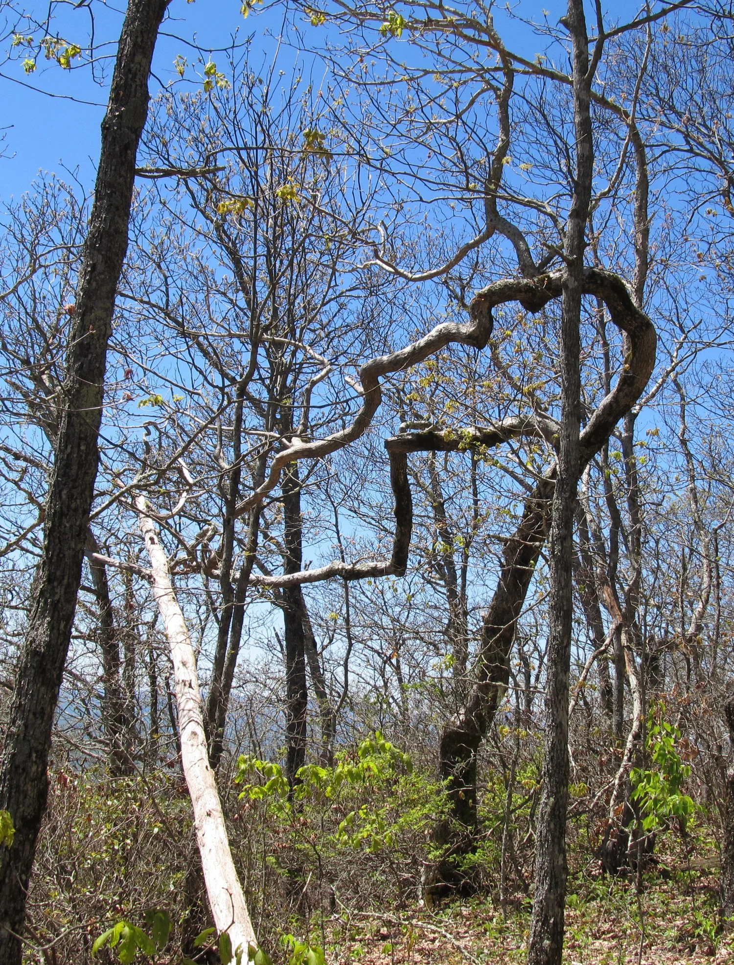 As the Twig is Bent — The Curator's Journal