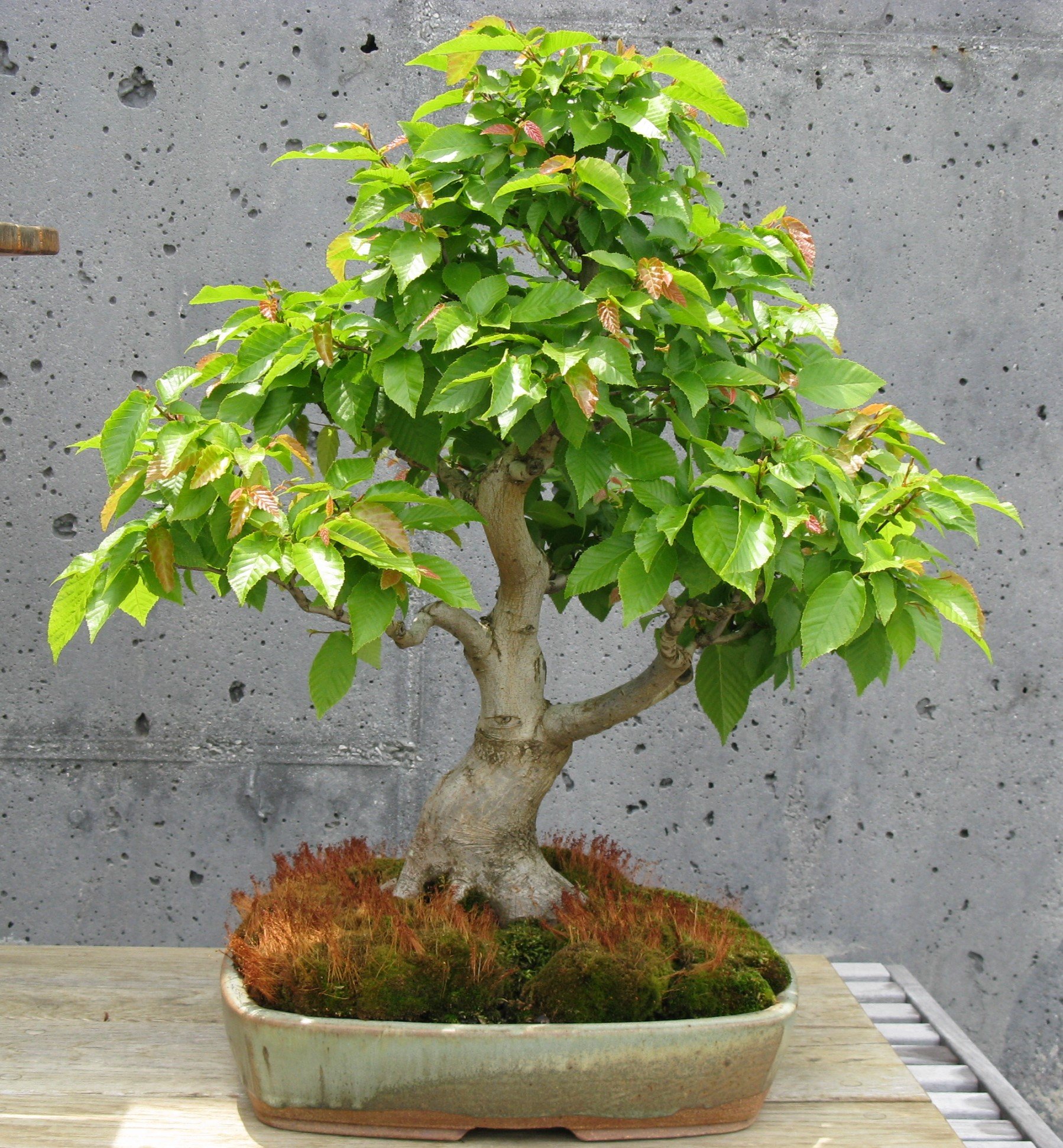 American Hornbeam — The Curator's Journal