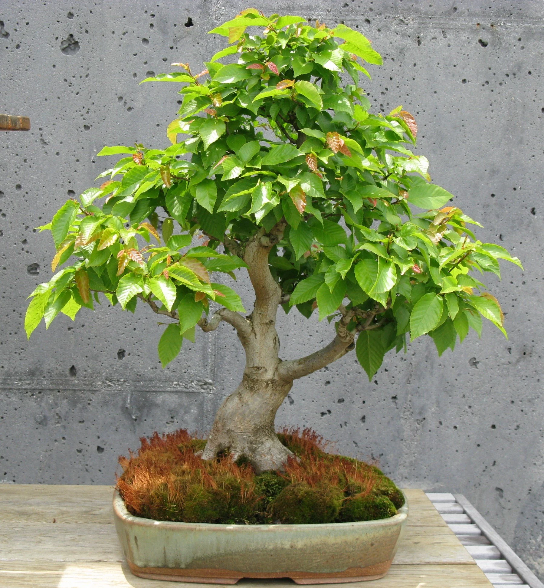 American Hornbeam — The Curator's Journal