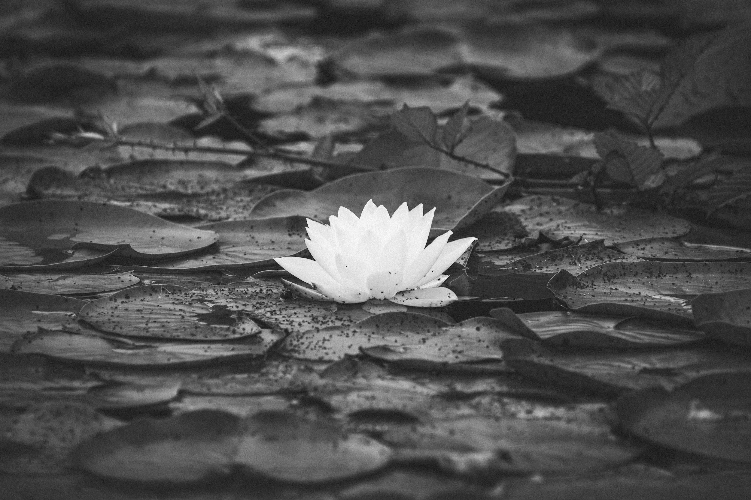 A single white water lily surrounded by lily pads.