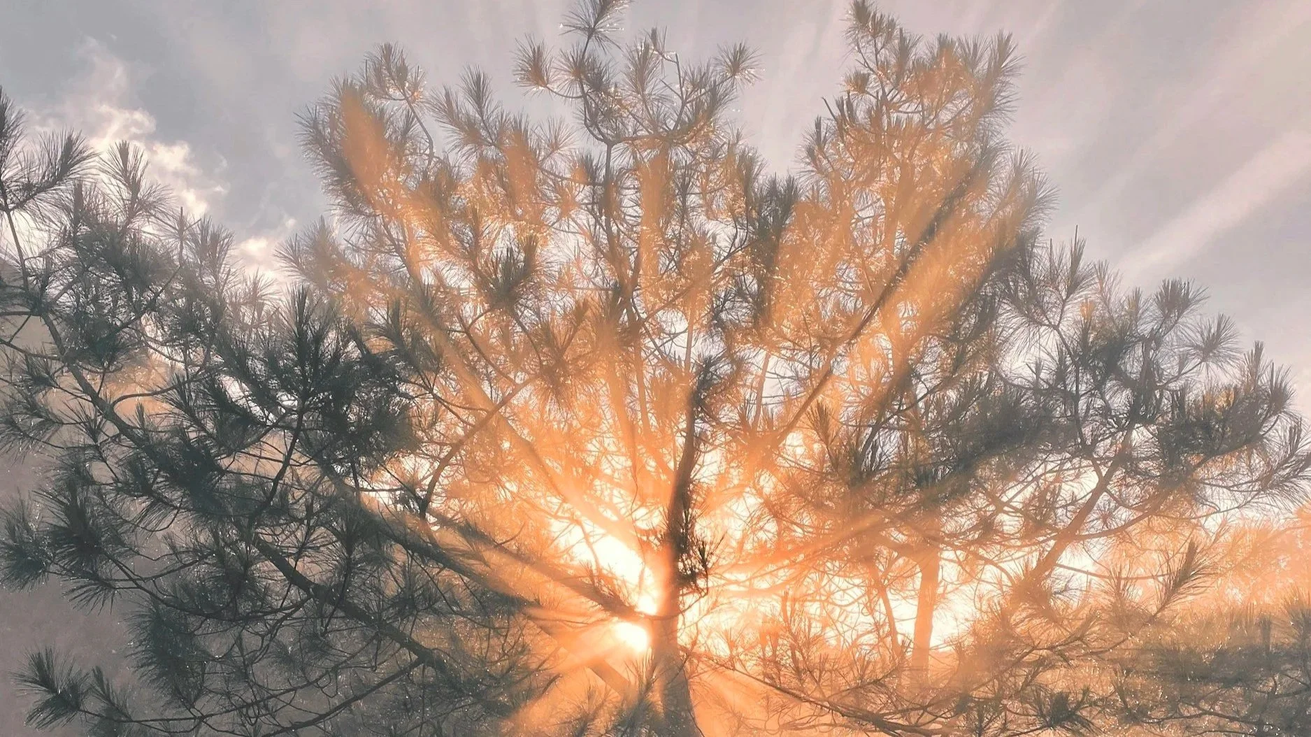 Sunlight shining through trees, representing rebuilding meaning and purpose after a faith transition.