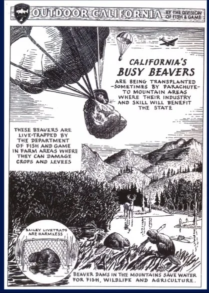 Beavers Parachuting.jpg