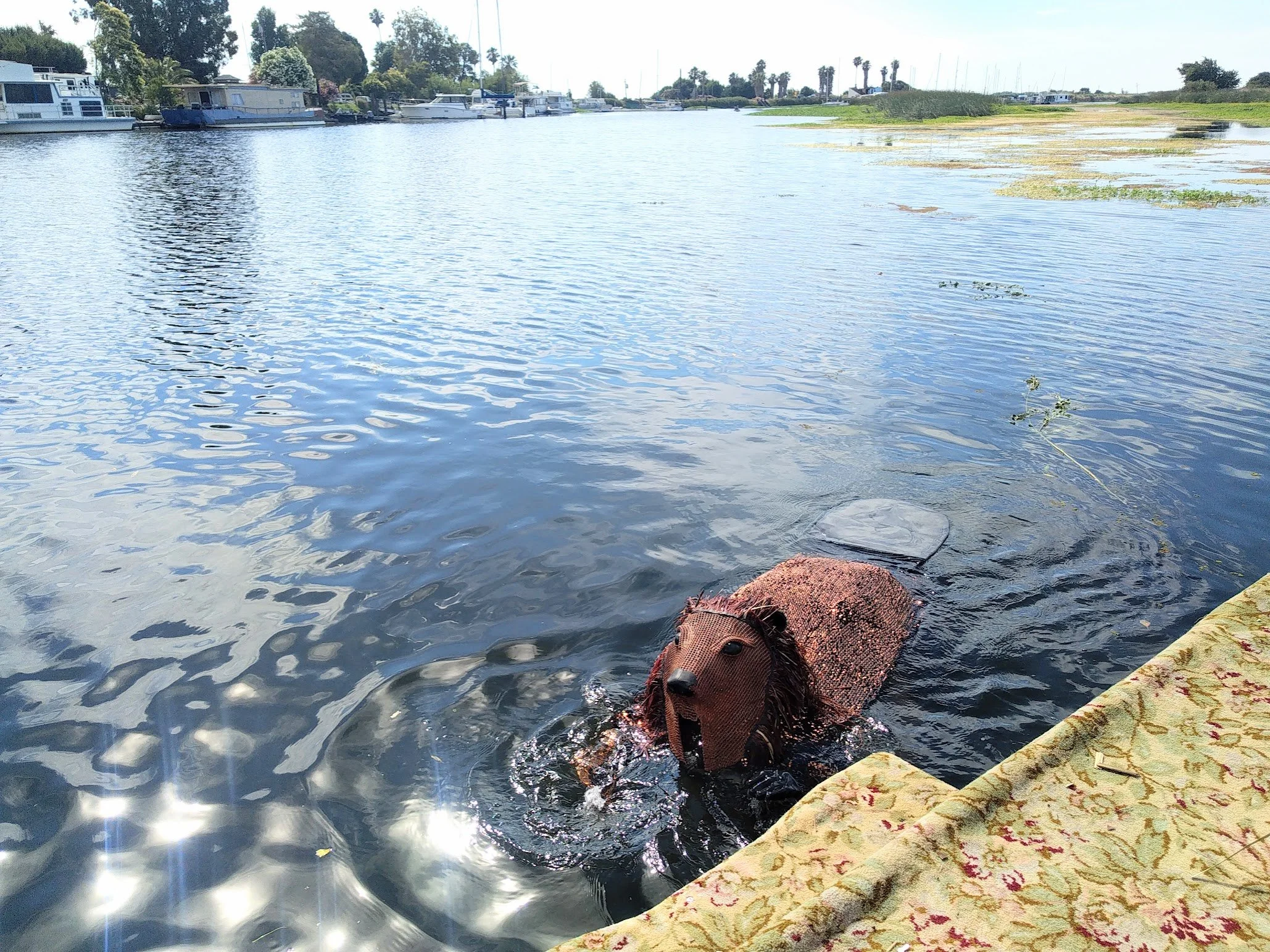 Swimming Beaver.jpg