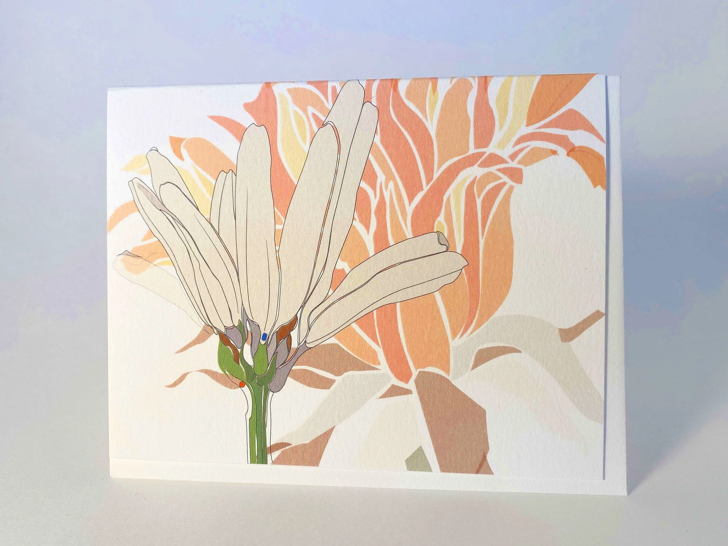 Daisy &amp; Chrysanthemums