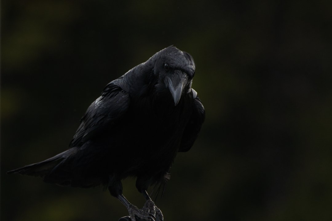 Crow.jpeg