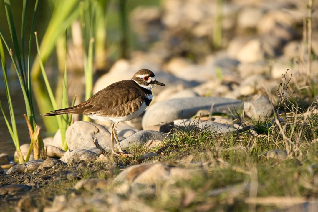 Killdeer.jpeg