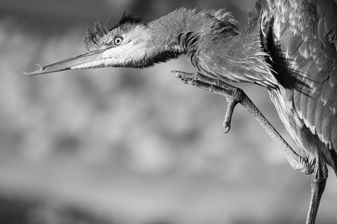 Heron BW.jpeg