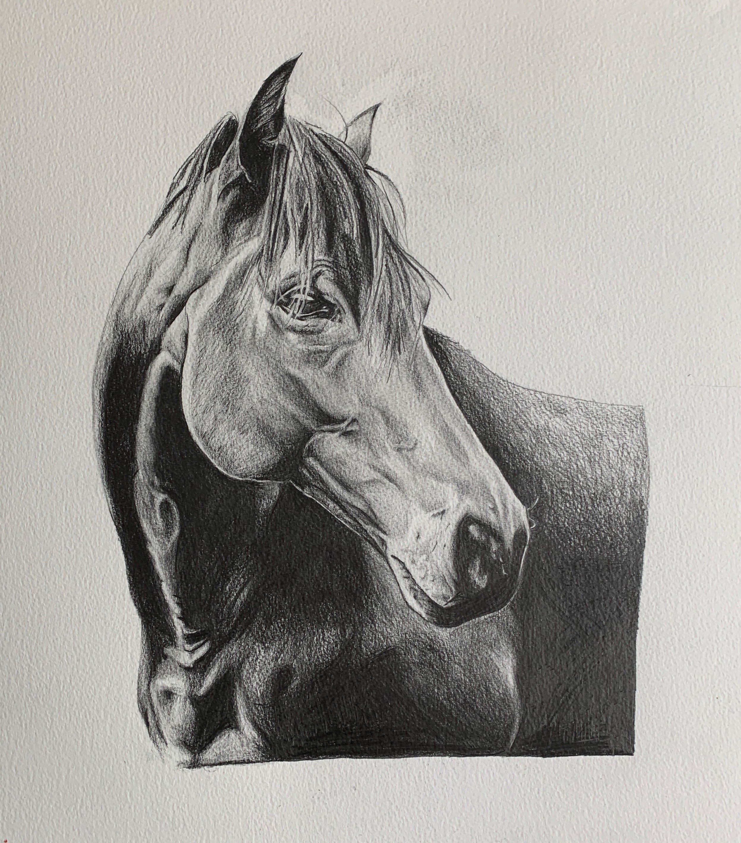 'Horse', graphite on paper, Aaron Beirnes