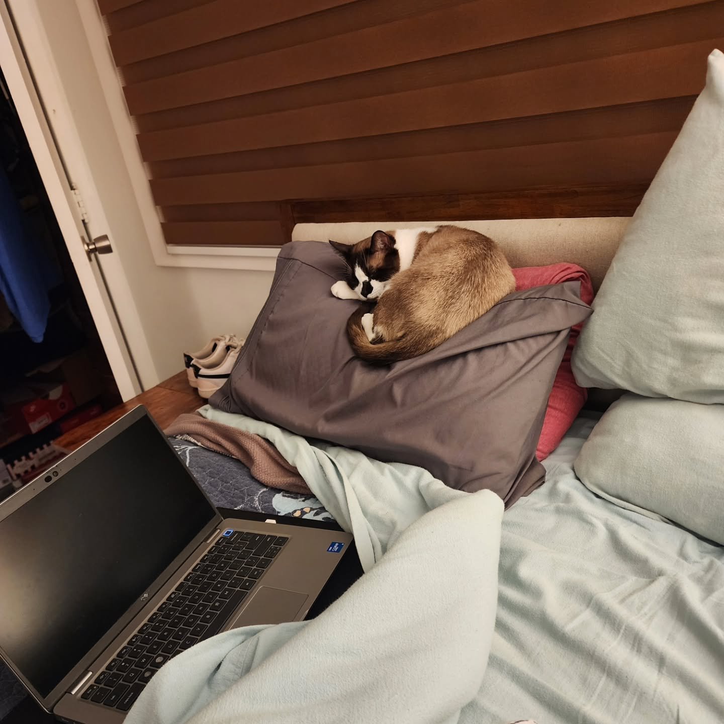 Writing buddy 😽 💻