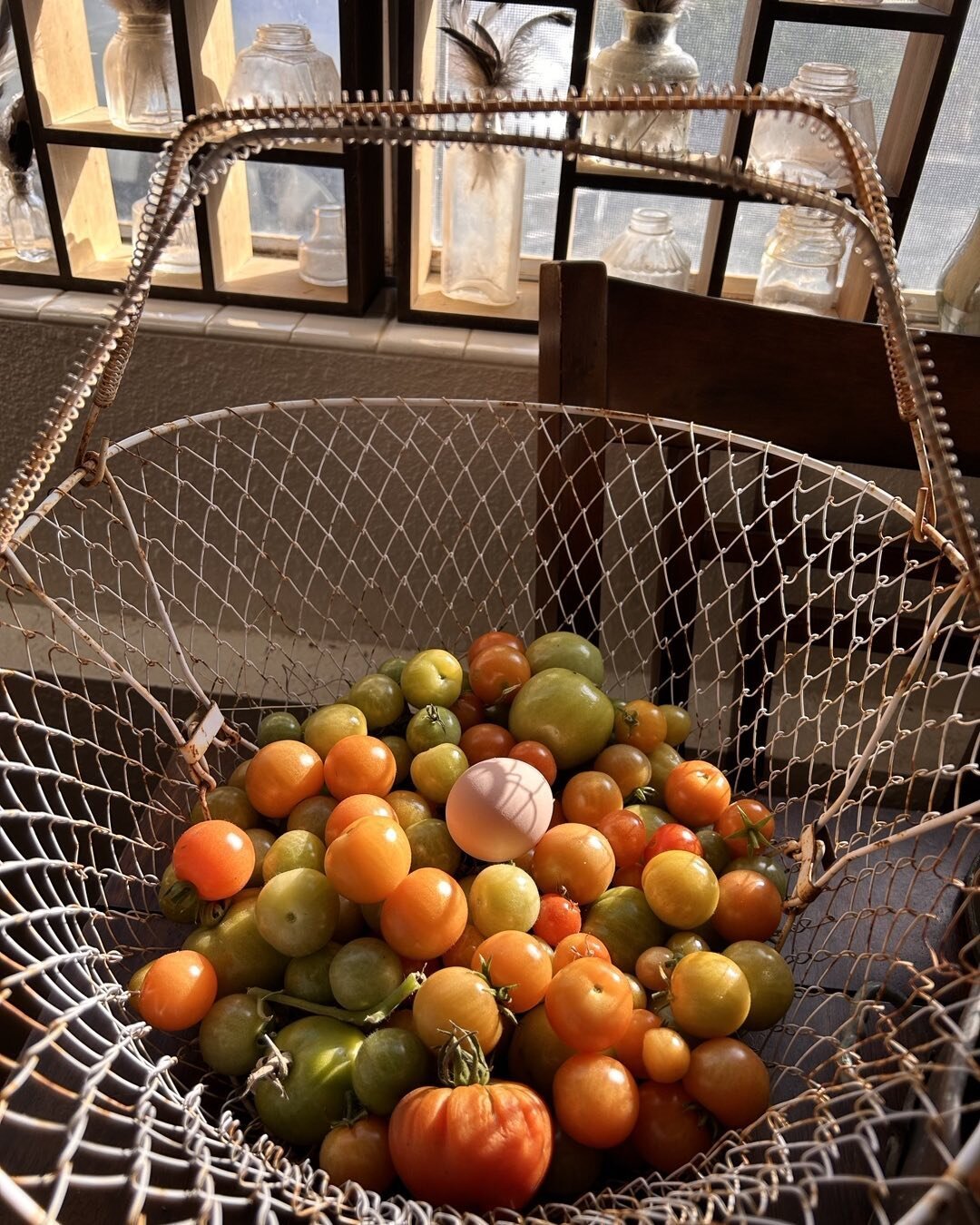 The last of the tenacious tomatoes from the greenhouse&hellip; and the first egg of the day from the hens. It will soon be time to replant for the year but the tomatoes wouldn&rsquo;t give up. With the cold temps and short daylight hours these would 