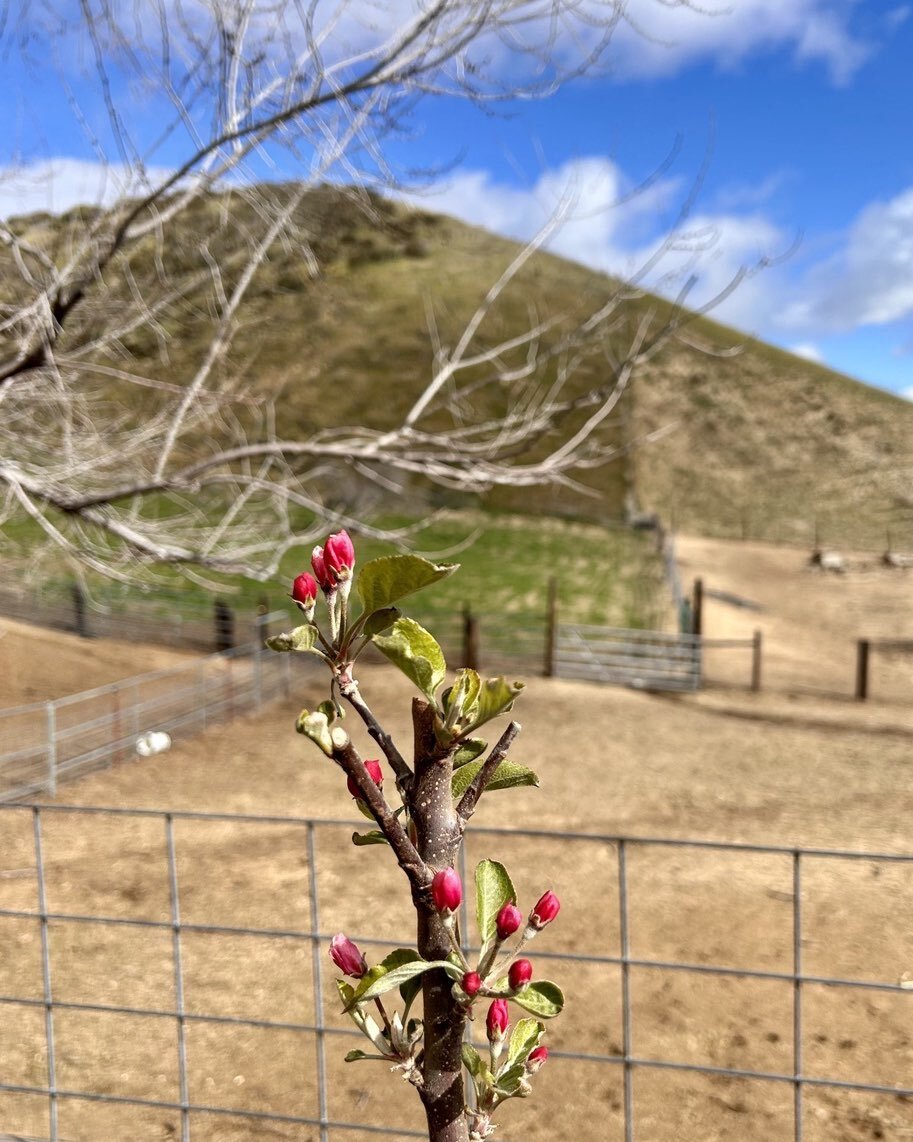 Apple blossoms and blue skies. Spring is on the way. #appleblossoms #springtime