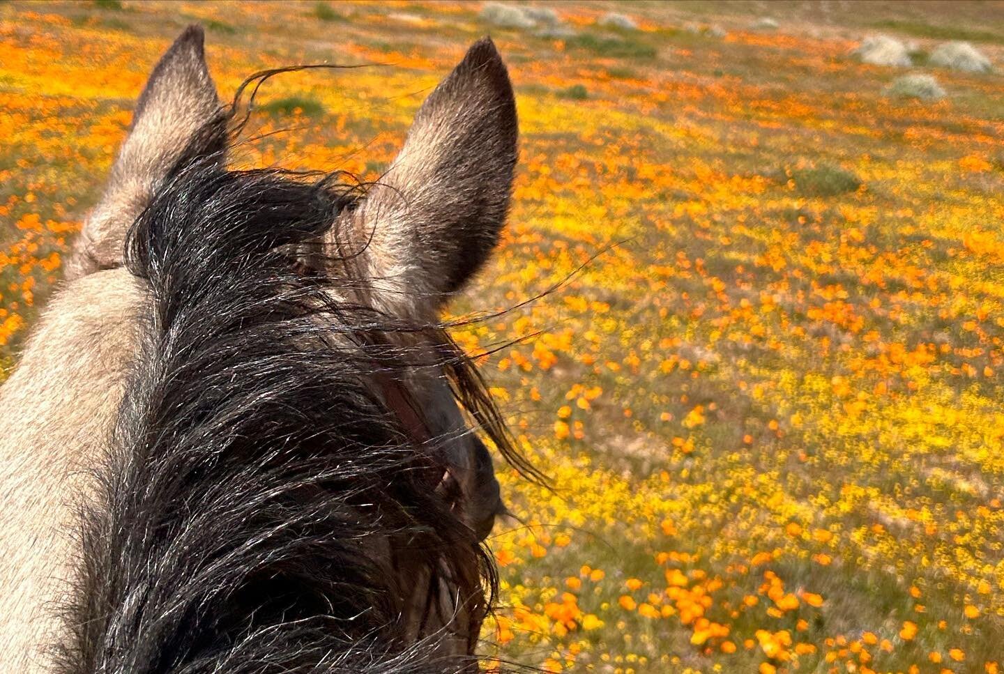 #poppies #trailhorse #superbloom  First poppy ride of the season!
