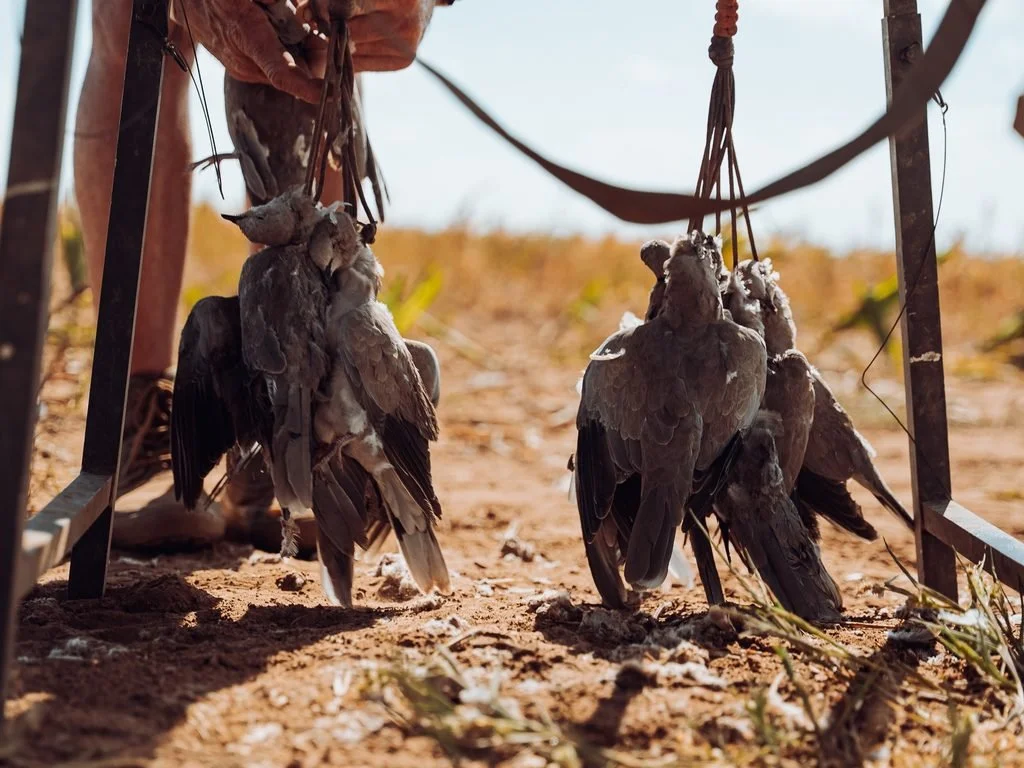 100 Club Dove Hunt 