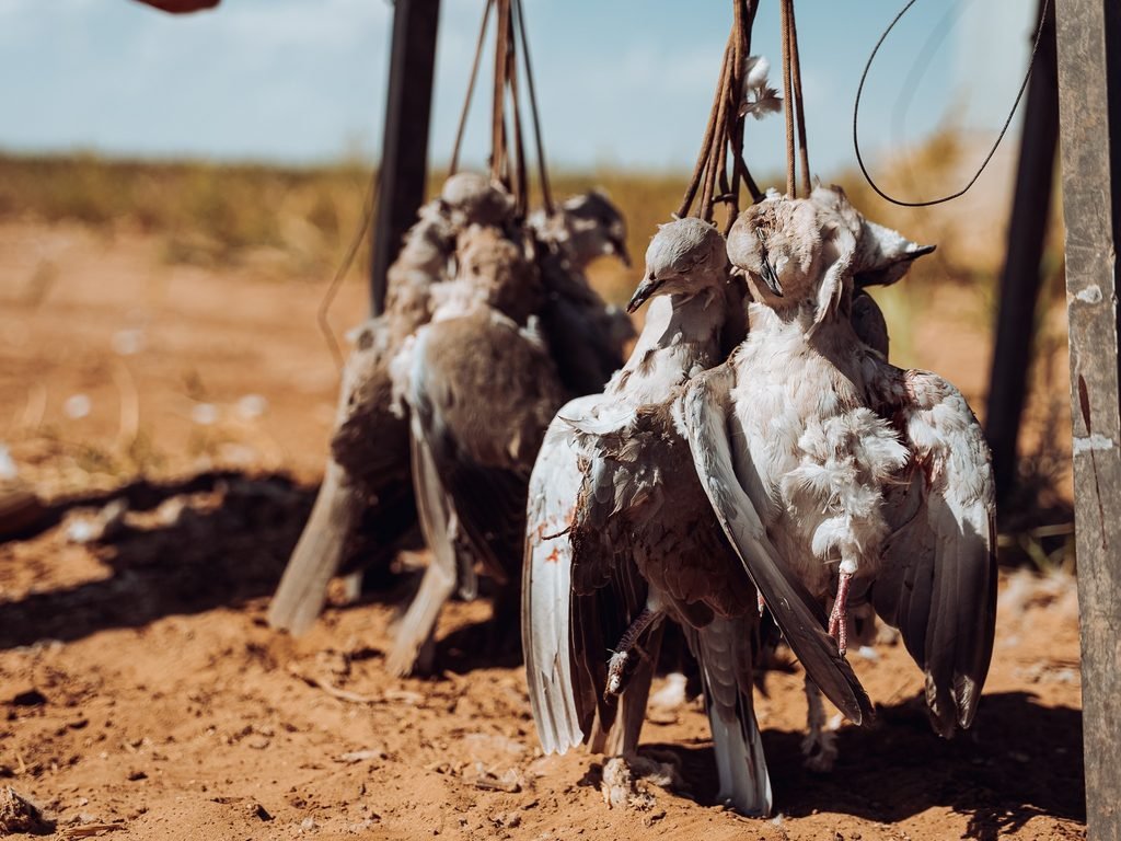 100 Club Dove Hunt 