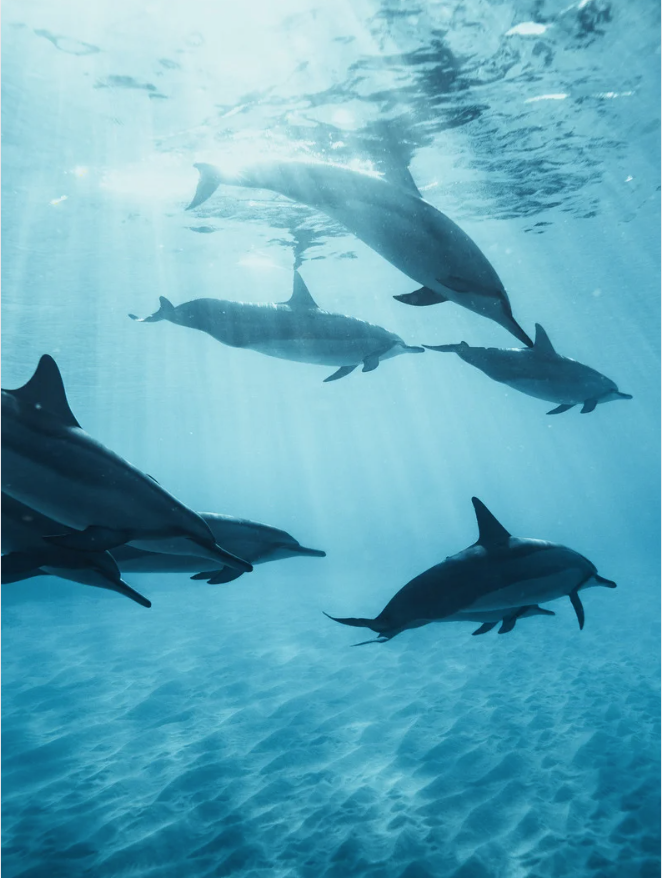 Putting the Sacred Back in Marine Sanctuaries