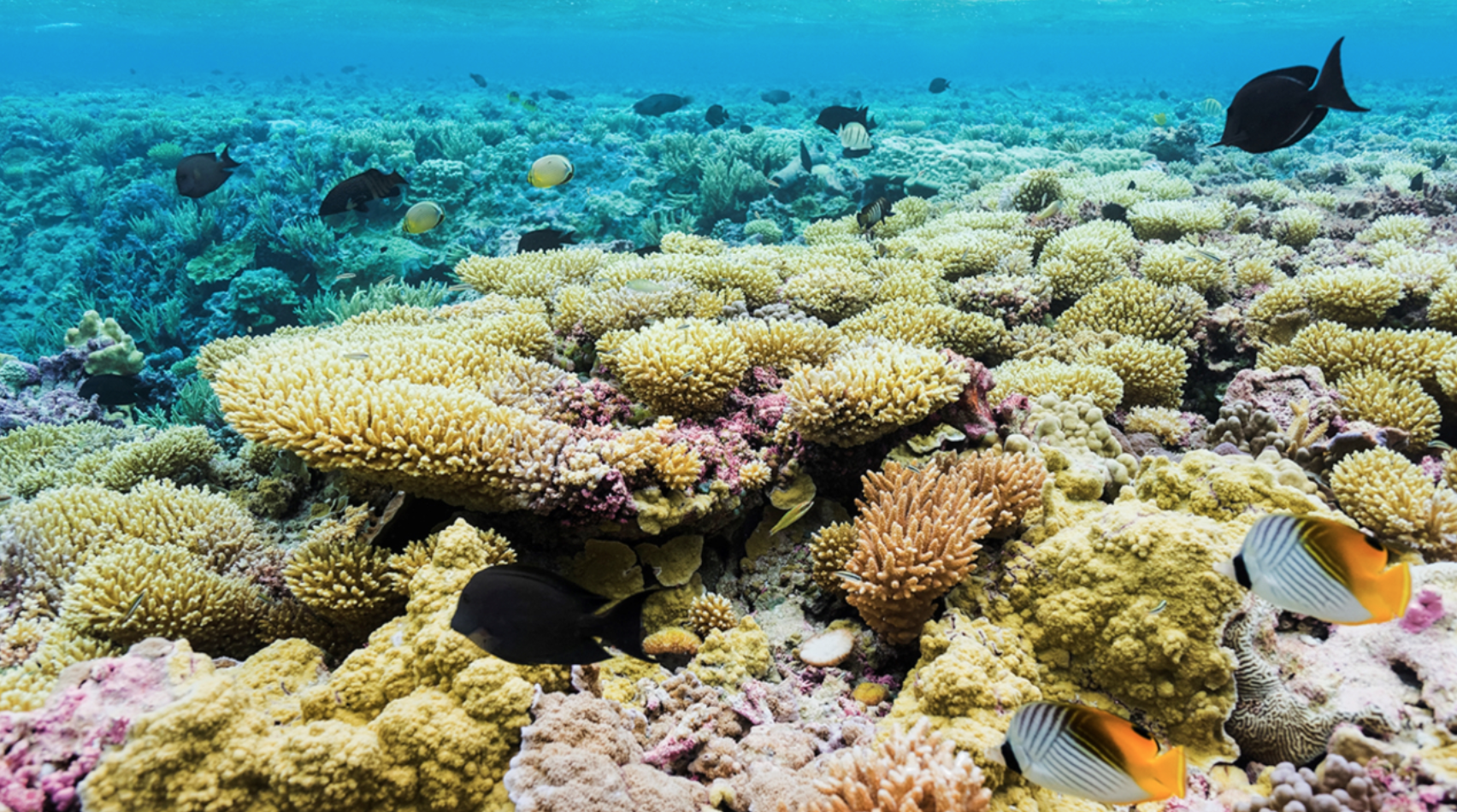 NOAA considers sanctuary in waters around Pacific Remote Islands