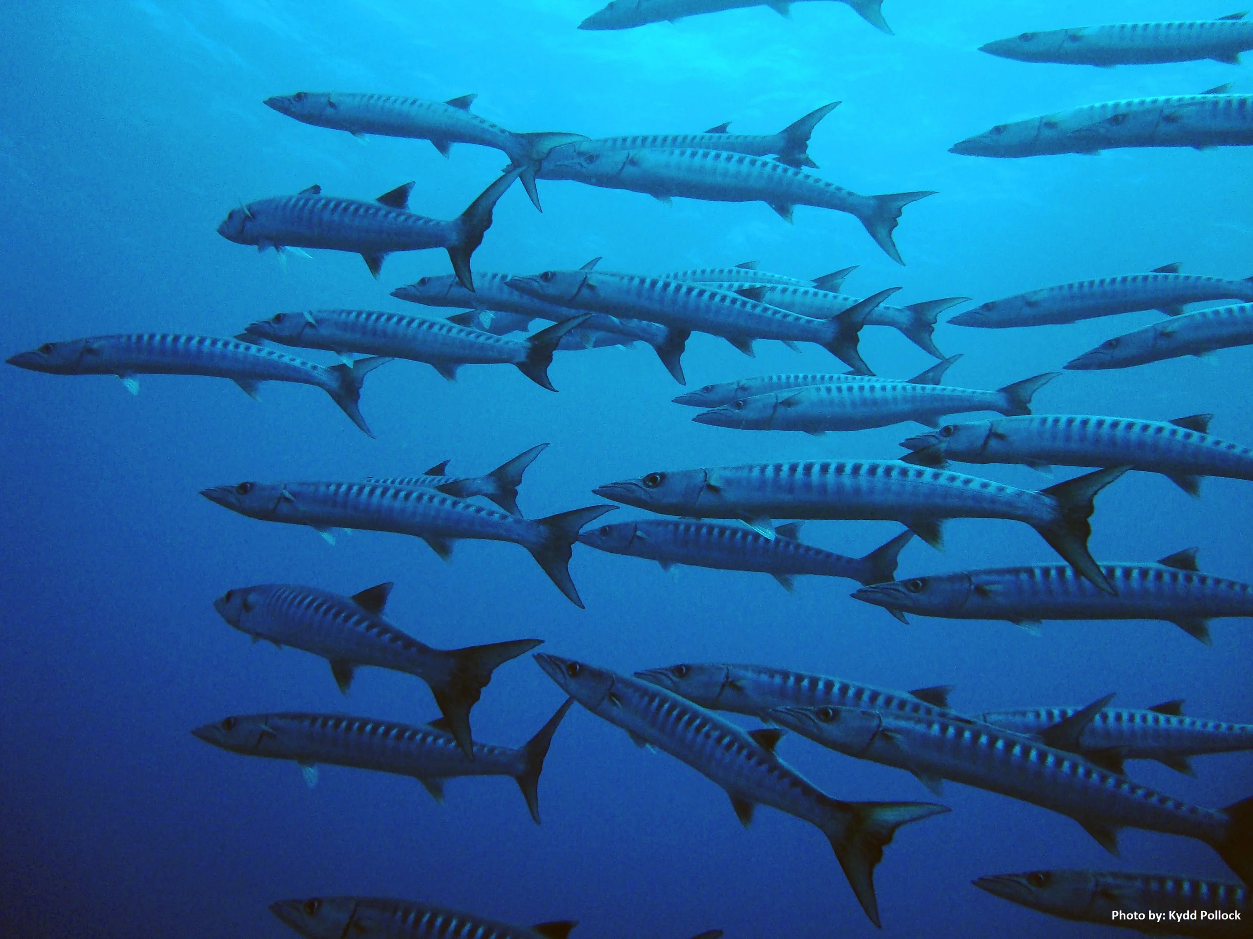 Marine sanctuary to have little effect on commercial fishing, study finds