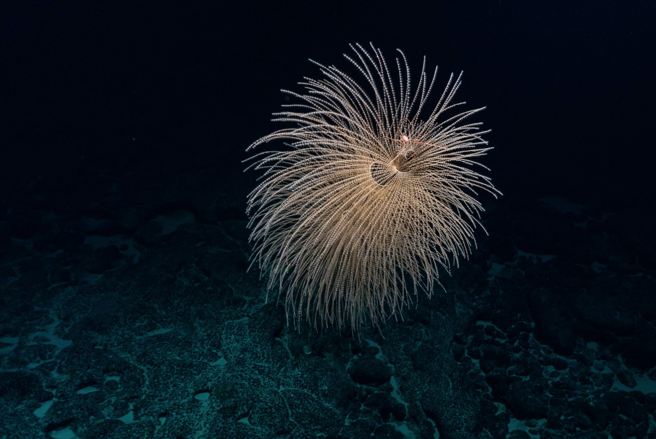 The Heart Of The Pacific: Why The Pacific Remote Islands Need Protection
