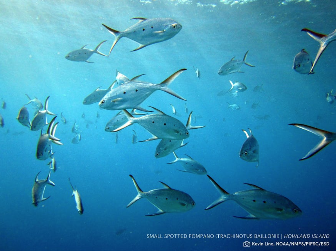 Pacific Remote Islands National Marine Sanctuary provides opportunity to protect a thriving ocean ecosystem