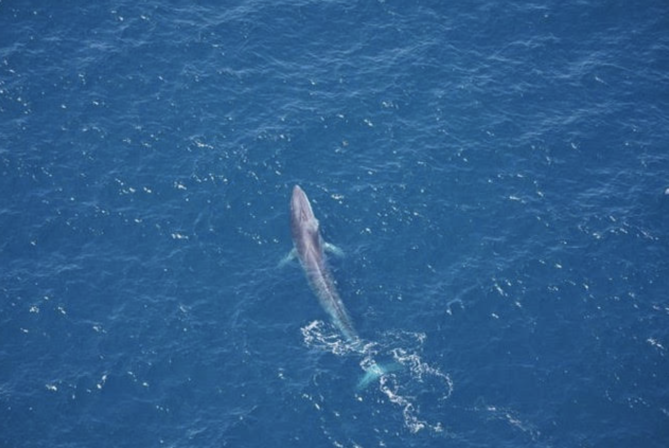 'Breathtaking.' Scientists survey marine preserve off Cape Cod as ban on fishing nears