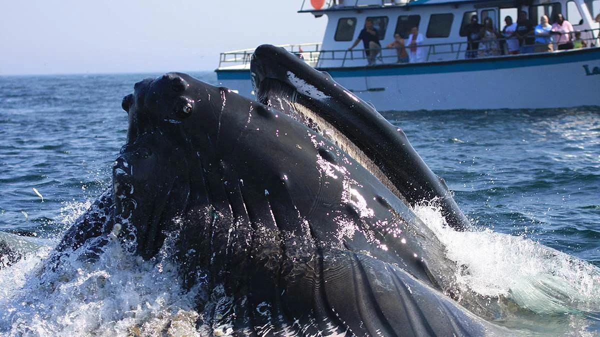 NOAA needs to get serious about protecting Stellwagen Bank