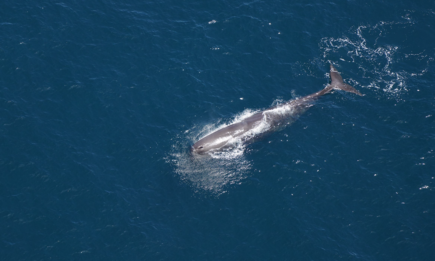 Whales and dolphins in American waters are losing food and habitat to climate change, US study says