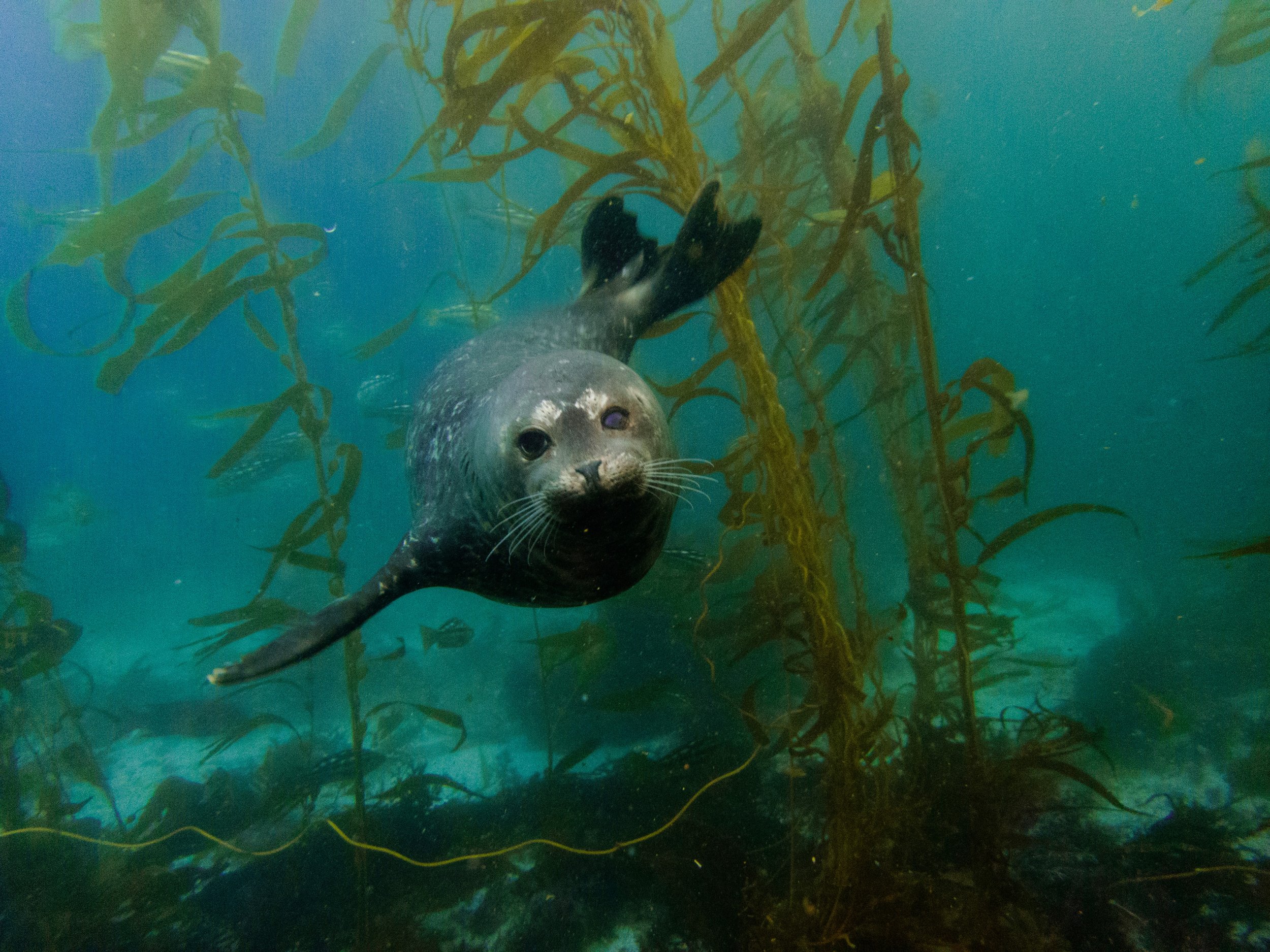After decades, a tribe's vision for a new marine sanctuary could be coming true