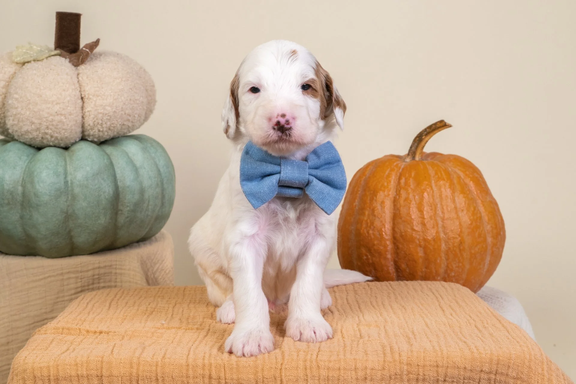 Gemma's Boy Callum (Goldendoodle)