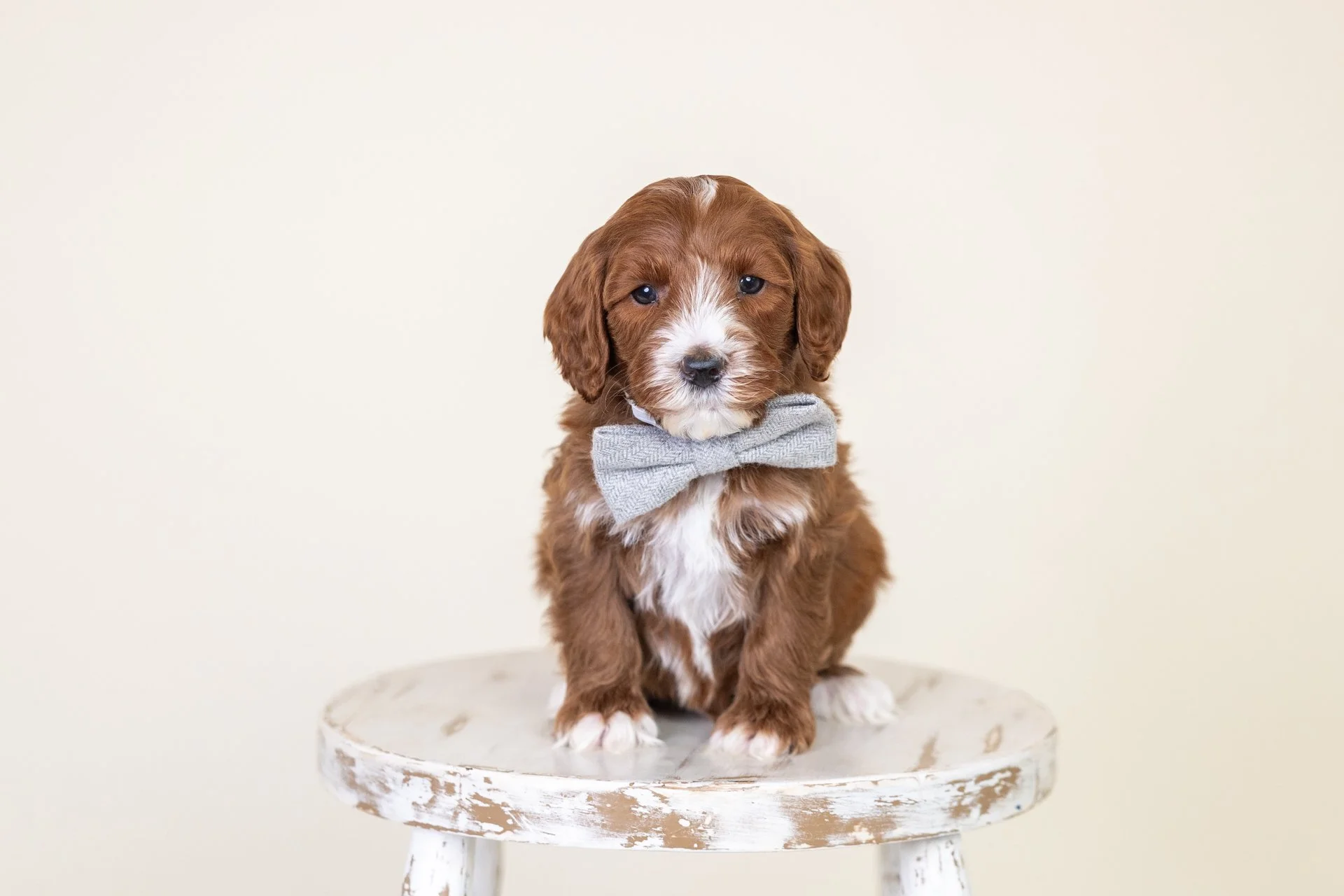 Cute brown puppy with white markings and a big blue bow on its head sitting on a distressed white wooden stool against a light neutral background.