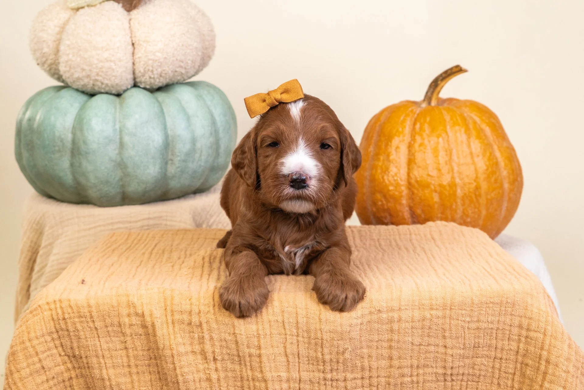 Gemma's Girl Amber (Goldendoodle)