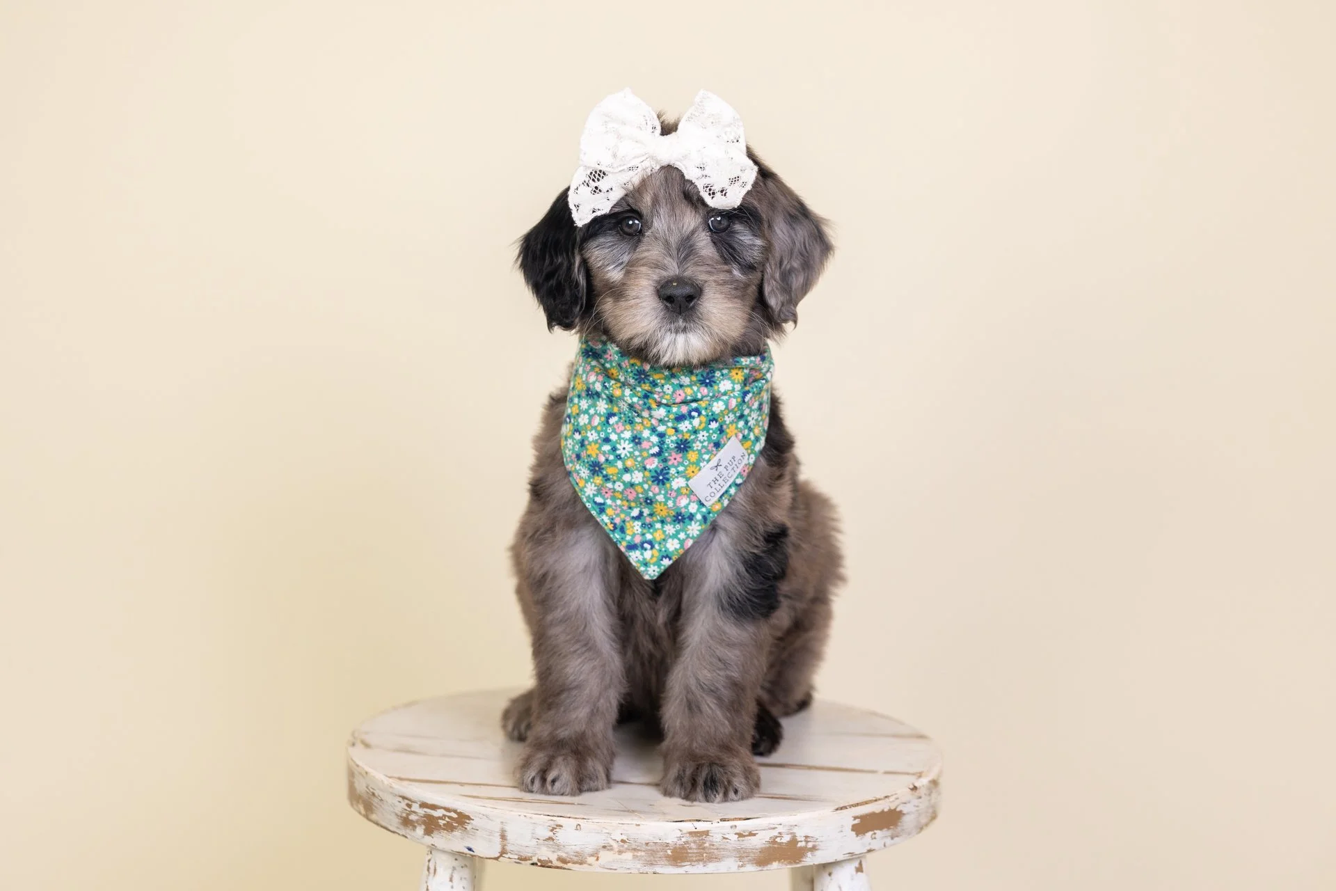 Sadie's Girl Darcy (Goldendoodle)