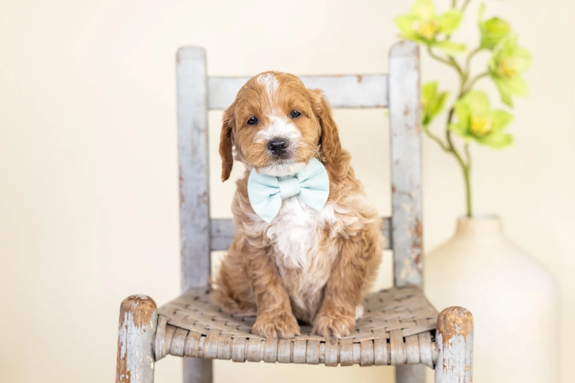 Sutton's Boy Phoenix (Double Doodle)