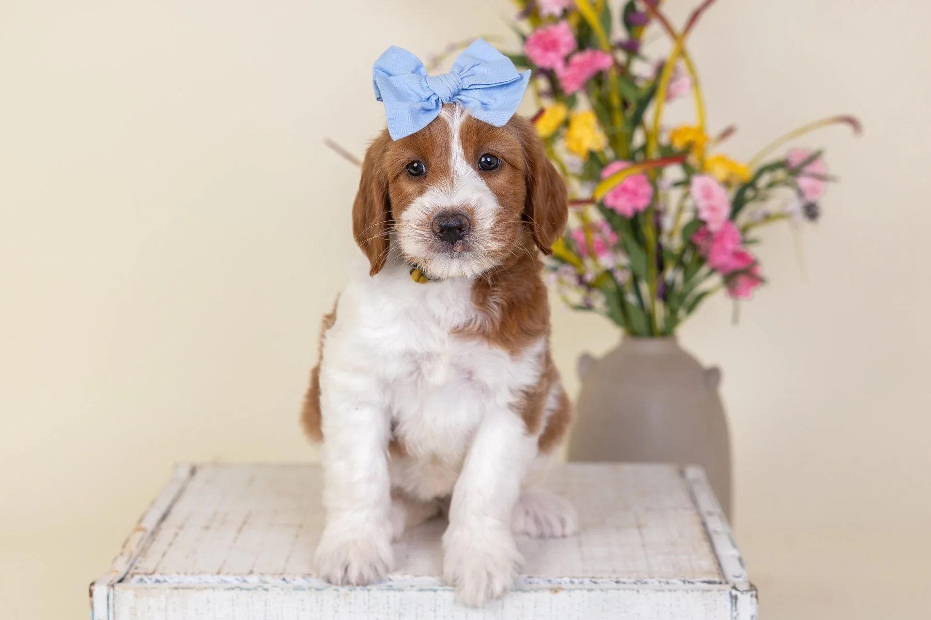MaribelsDaisyWk7.jpg
