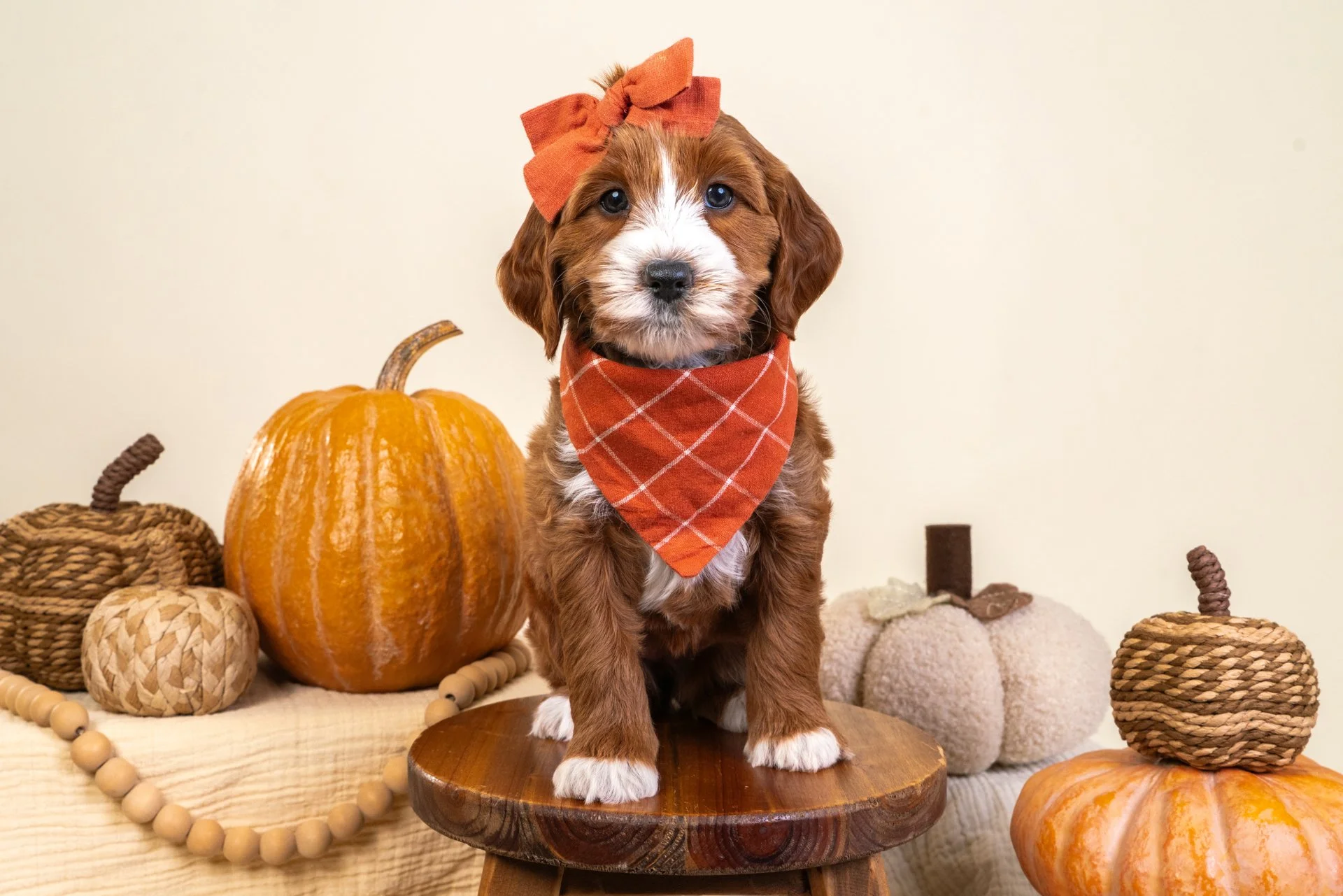 Marlowe's Girl Lacey (Goldendoodle)
